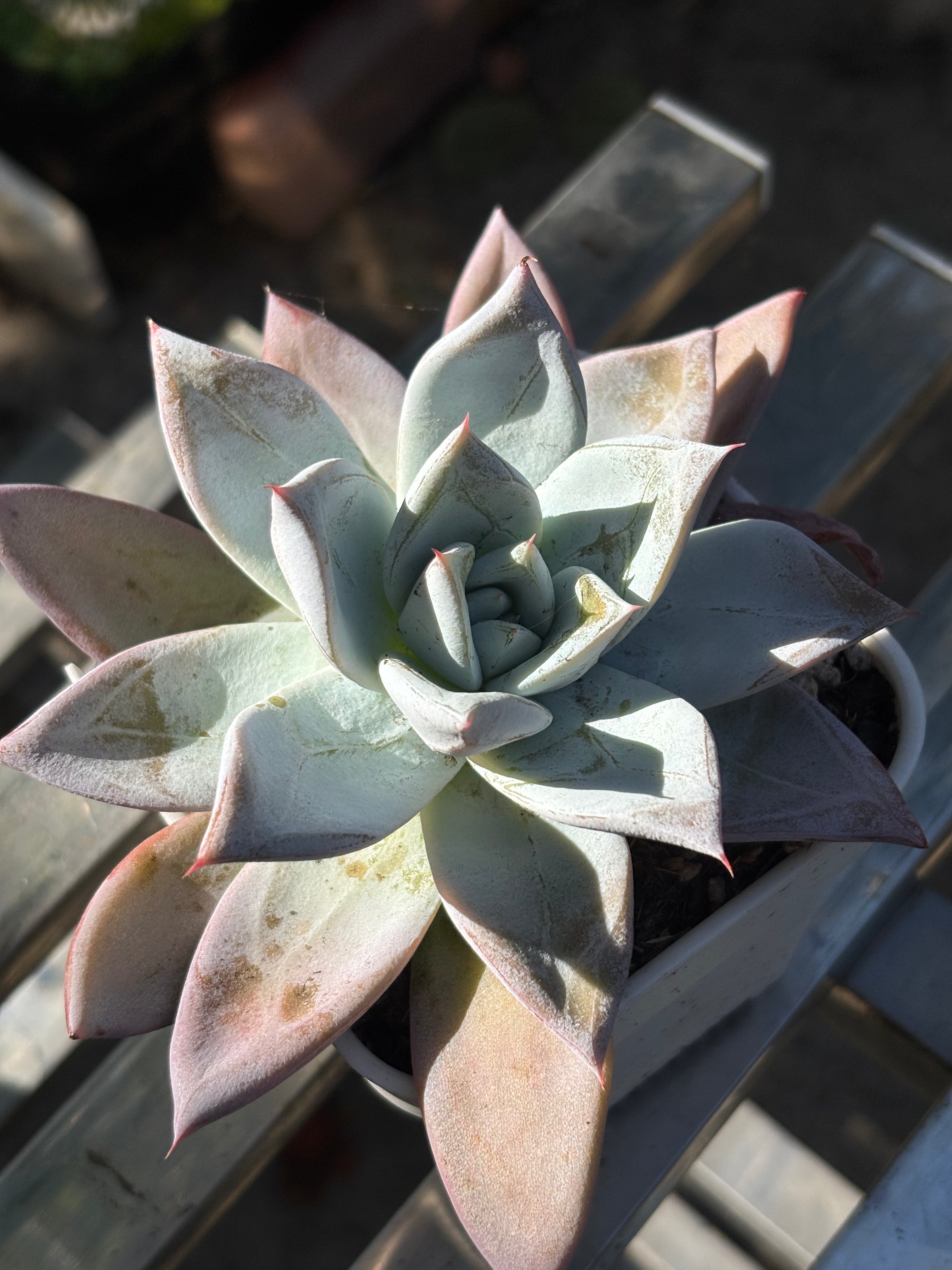 Echeveria colorata ‘Mexican Giant’