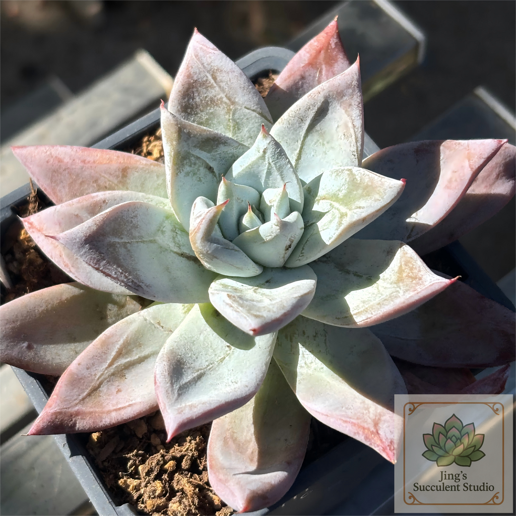 Echeveria colorata ‘Mexican Giant’