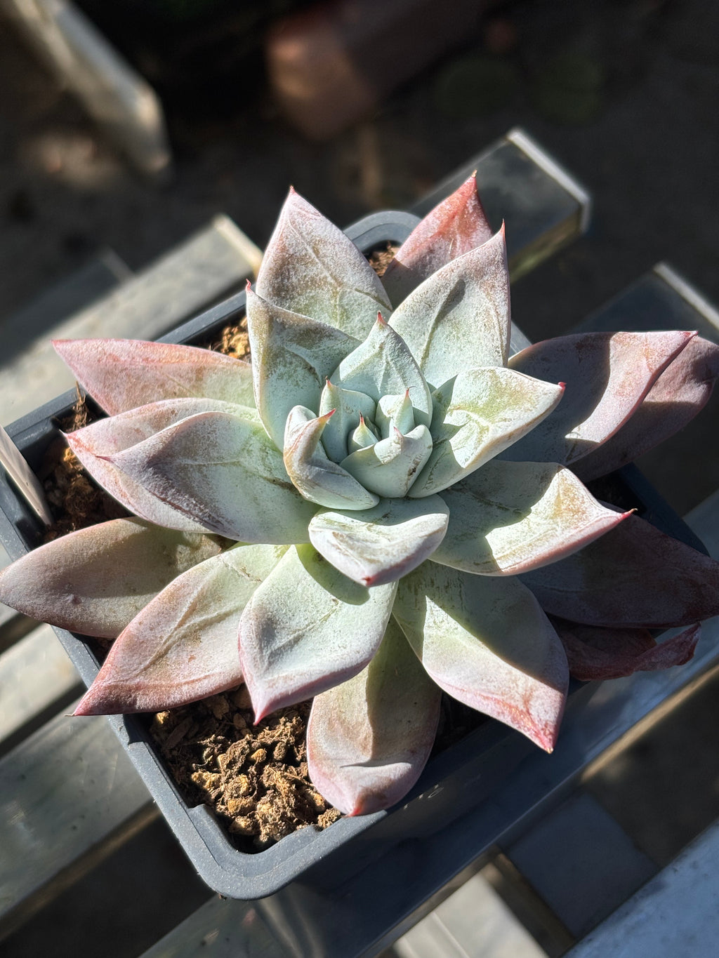 Echeveria colorata ‘Mexican Giant’