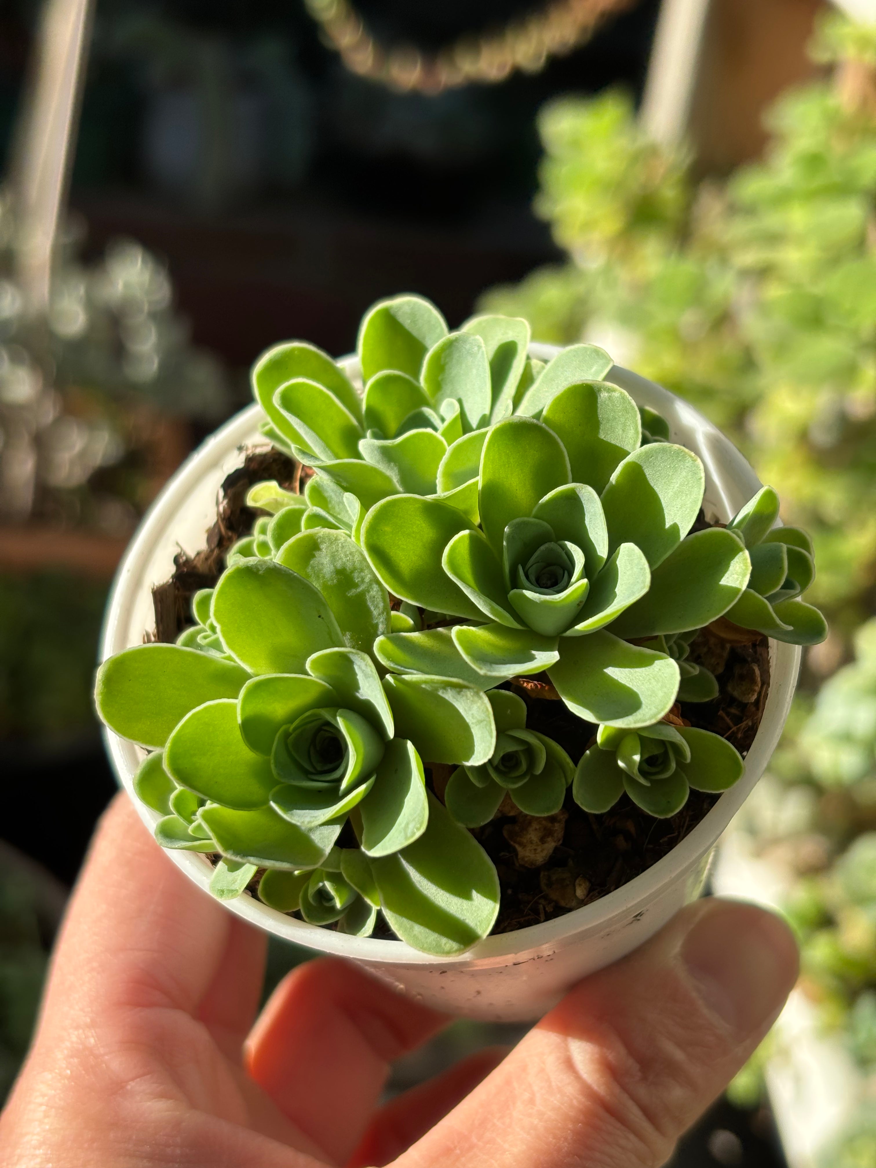 Aeonium dodrantale
