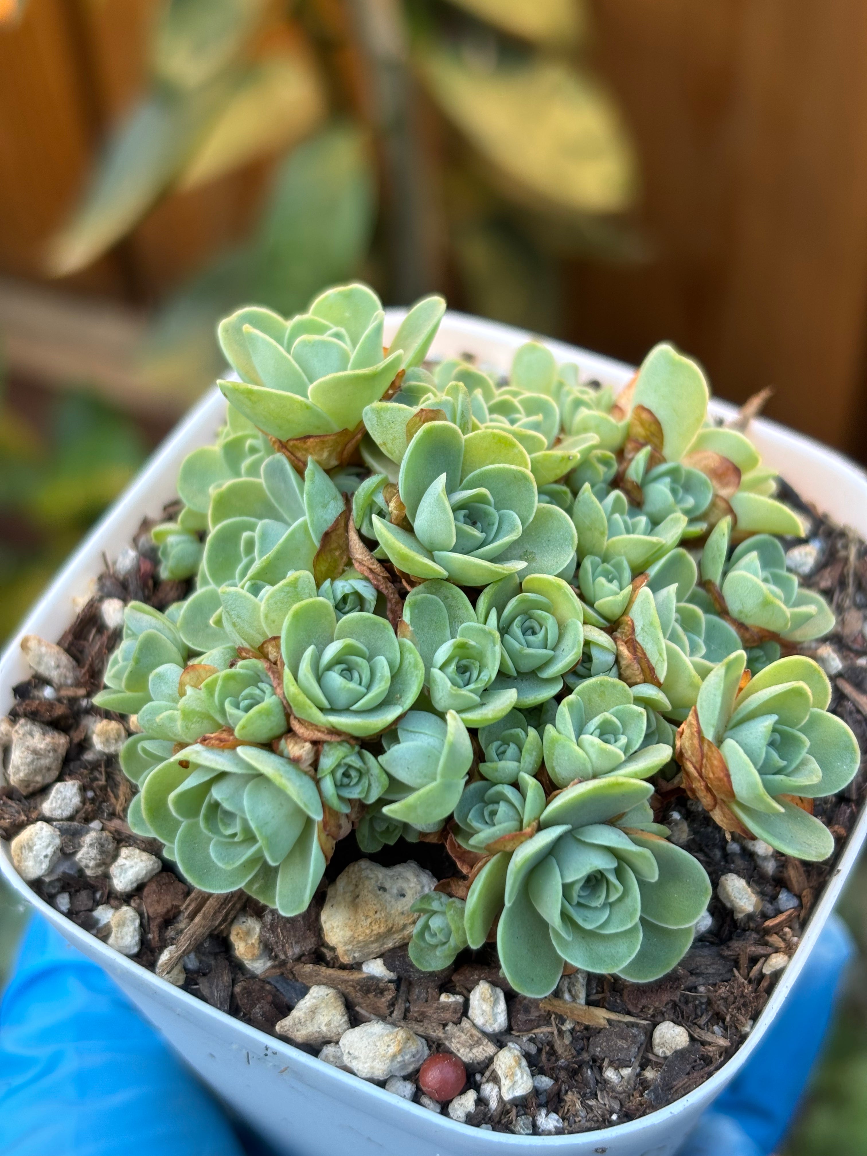 Aeonium dodrantale