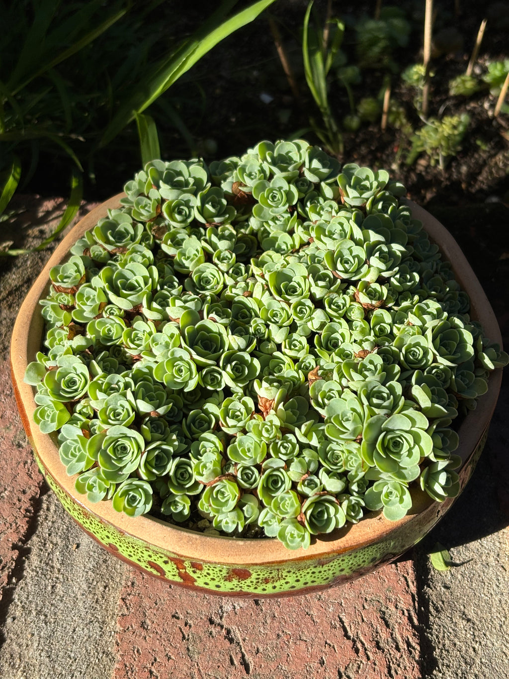 Aeonium dodrantale