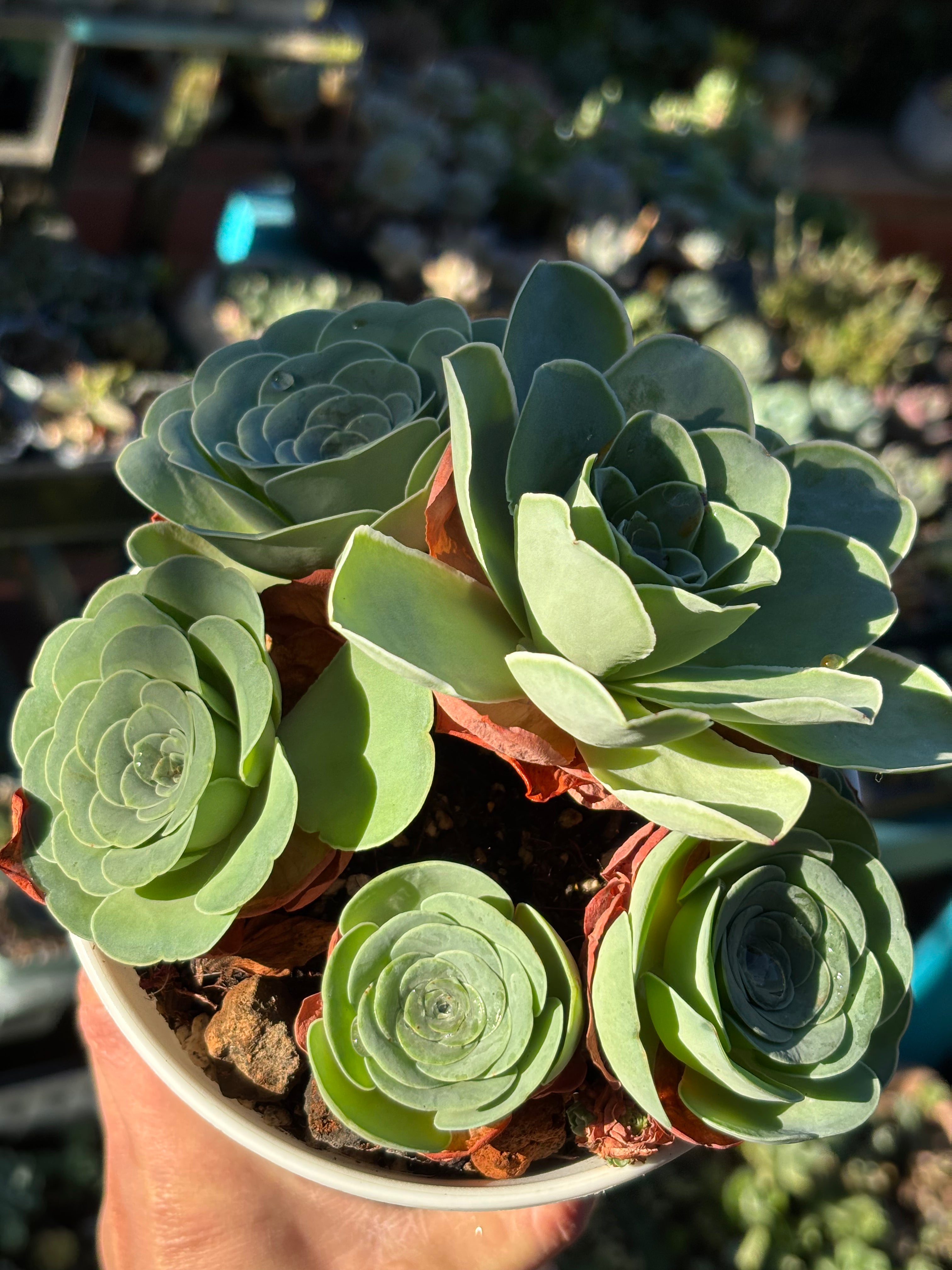 Aeonium diplocyclum
