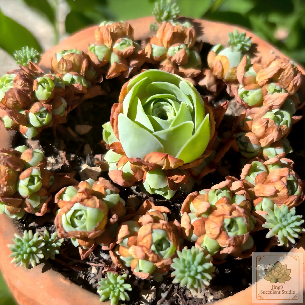 Aeonium dodrantale
