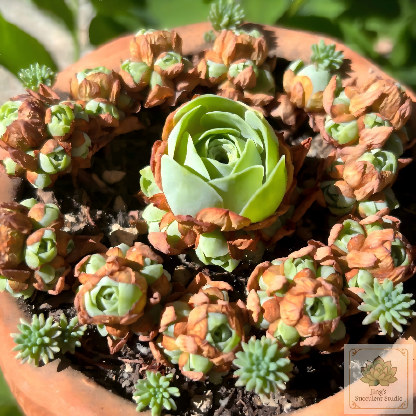 Aeonium dodrantale