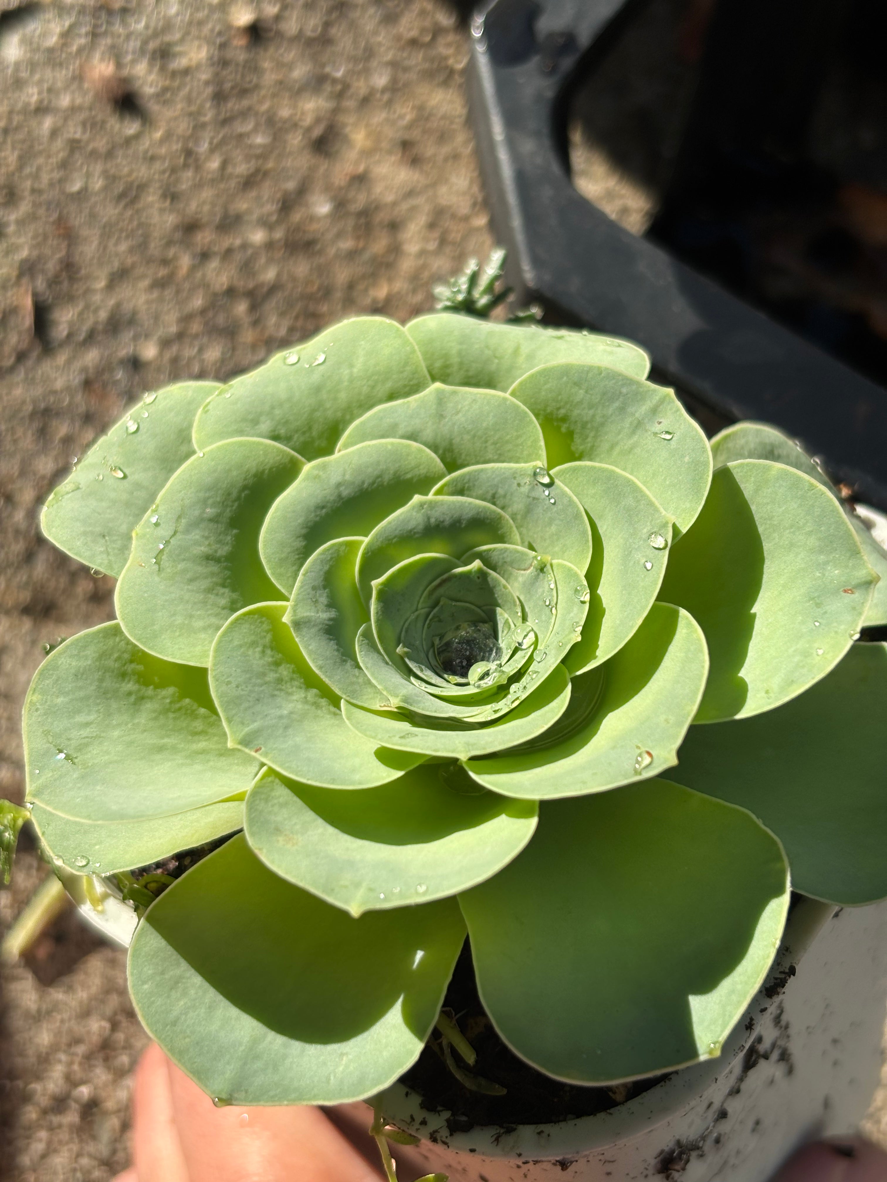 Aeonium diplocyclum