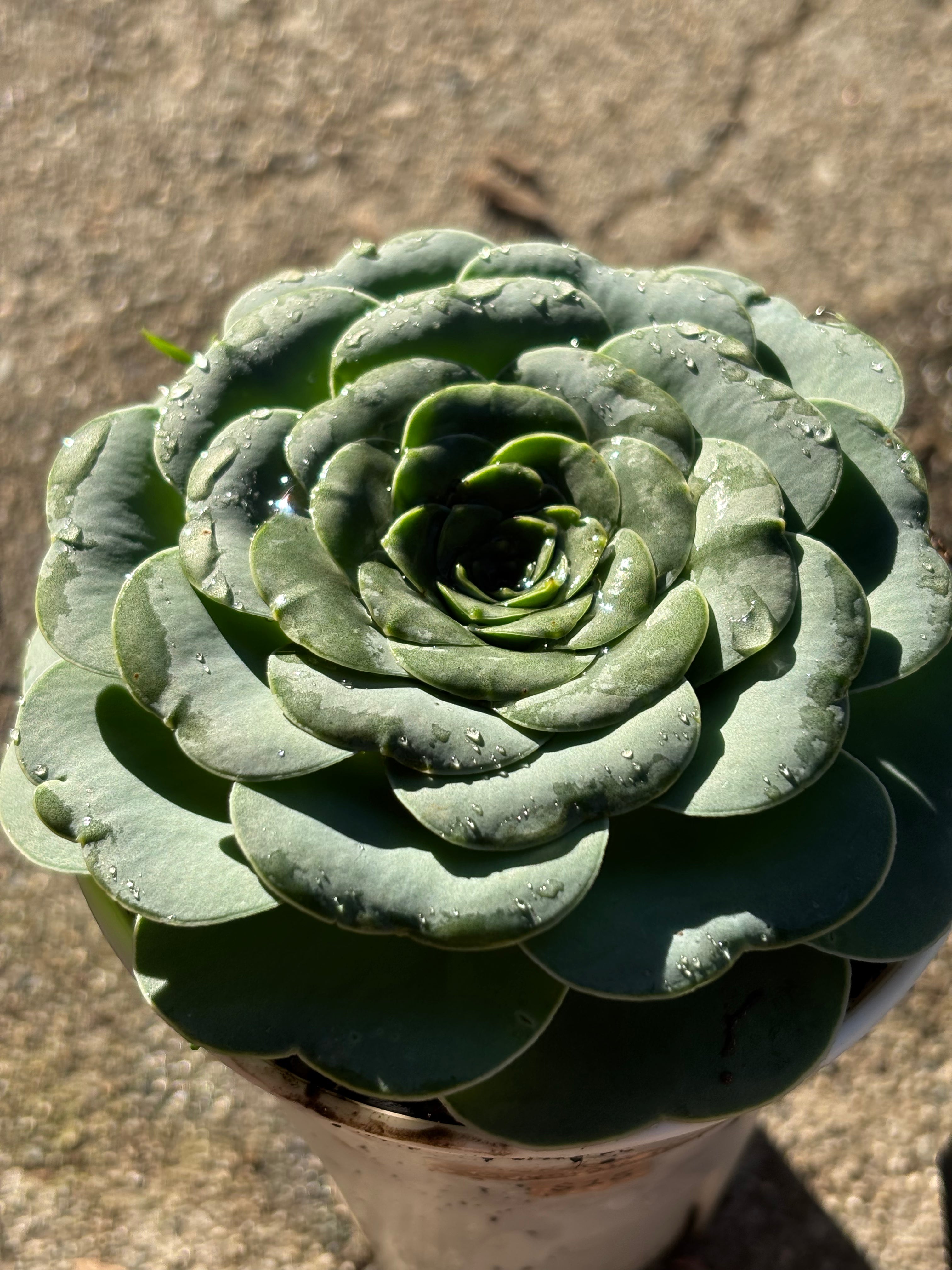 Aeonium diplocyclum