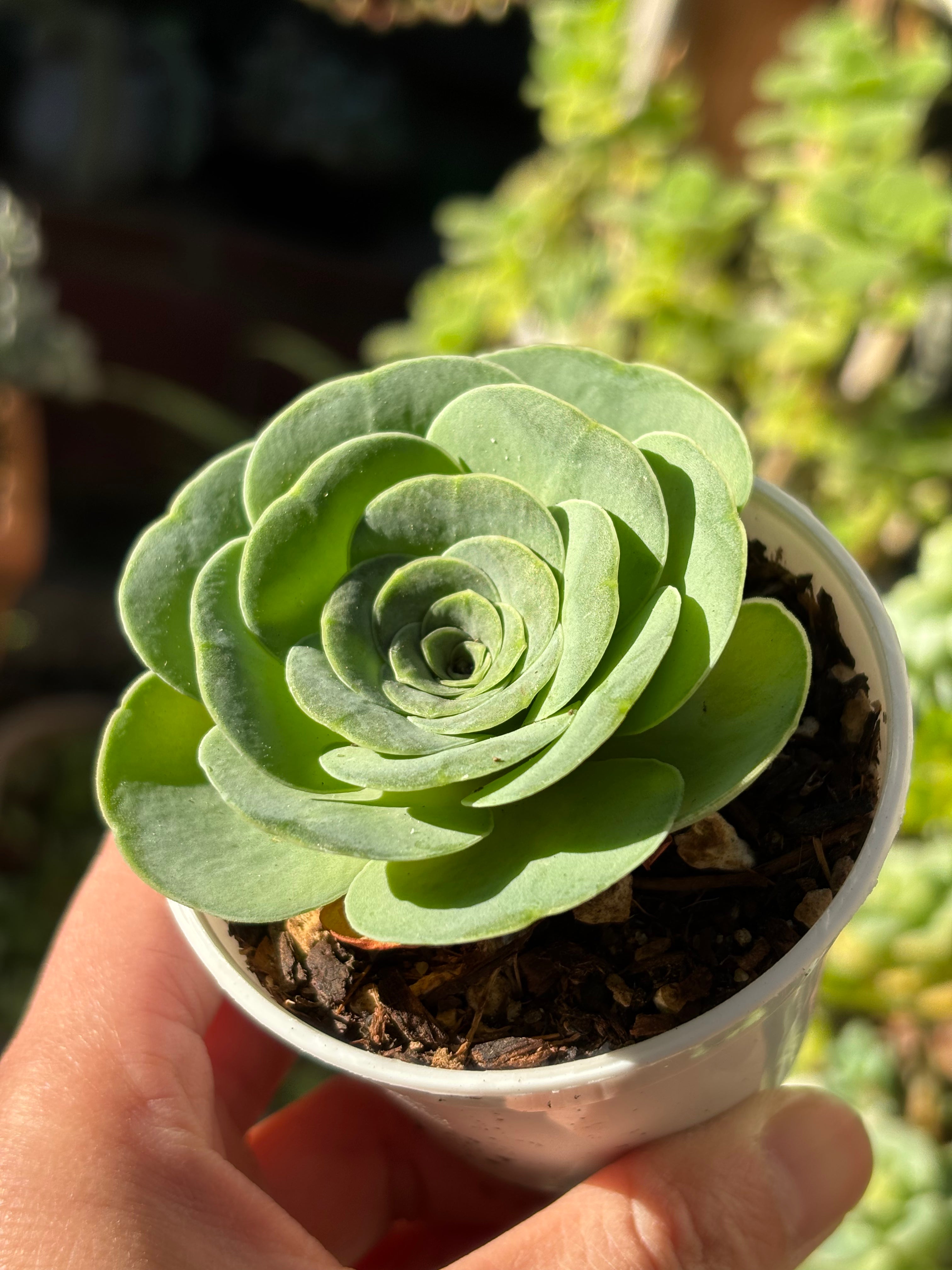 Aeonium diplocyclum