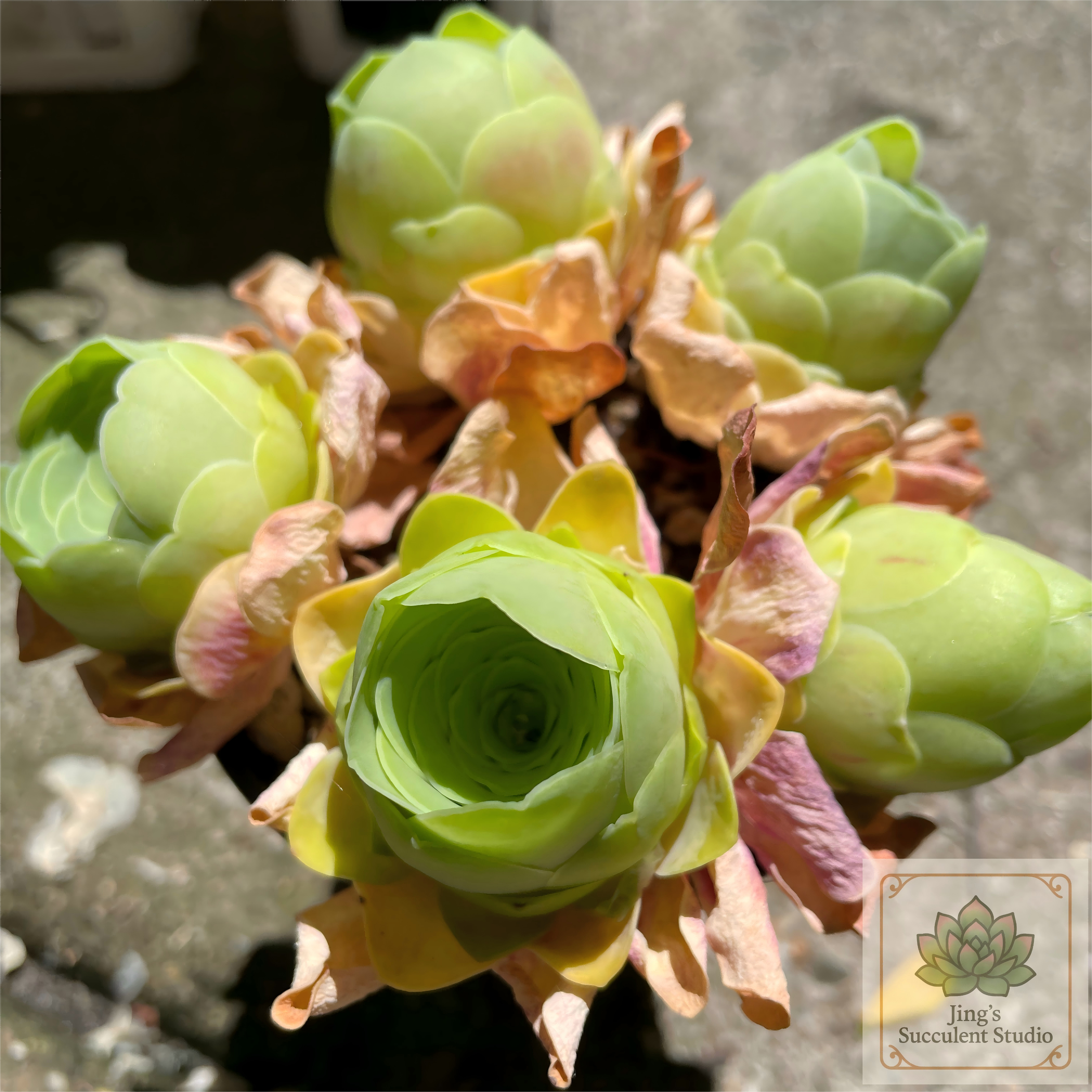 Aeonium diplocyclum