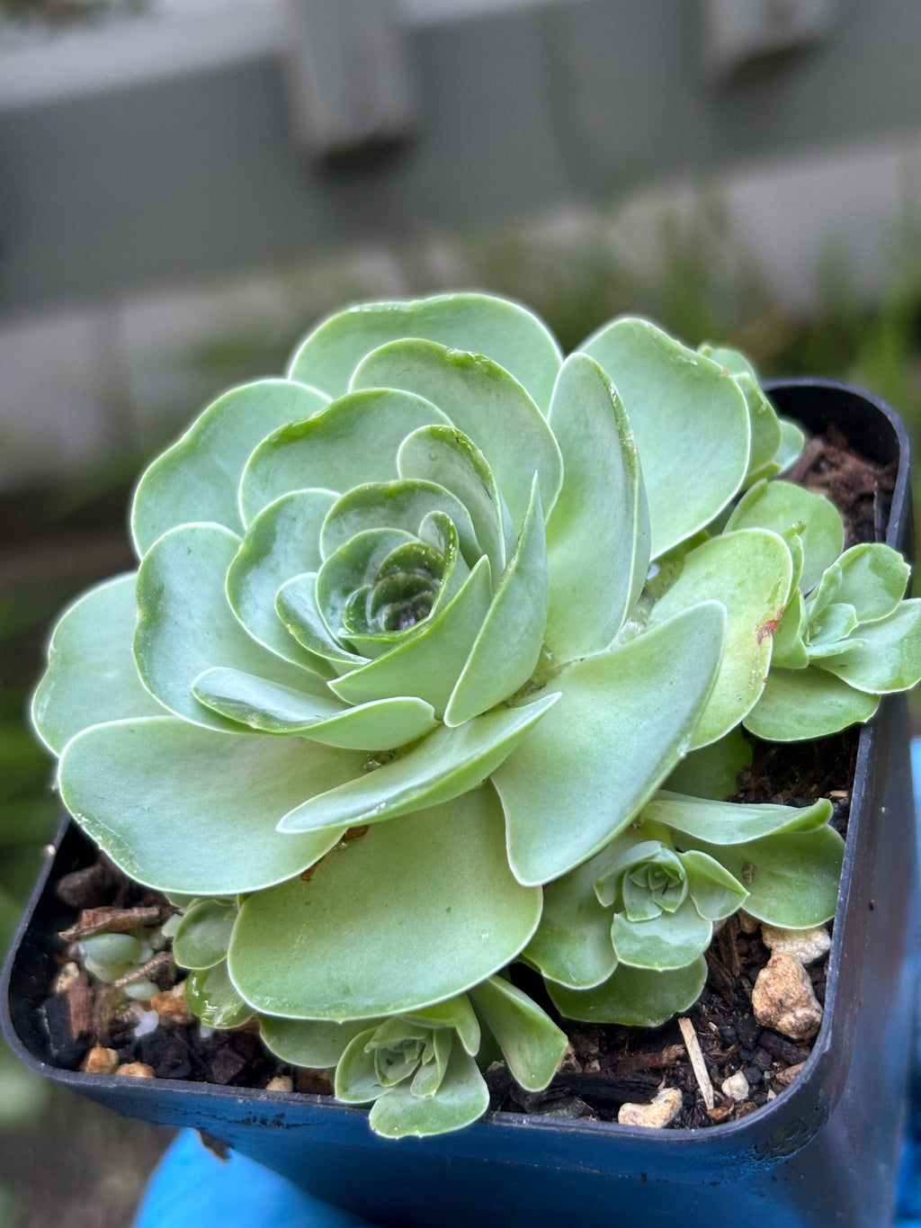 Aeonium aureum