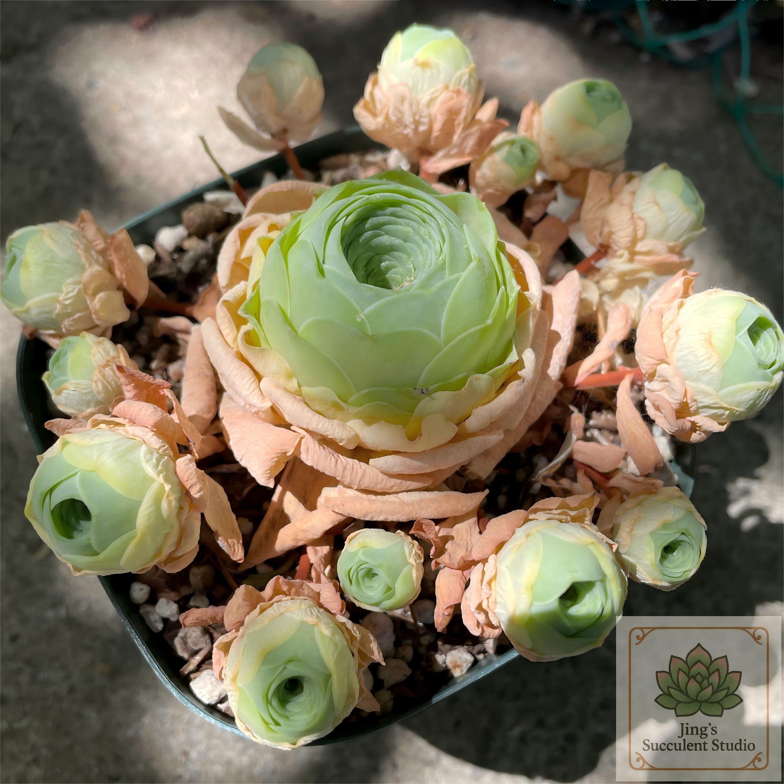 Aeonium aureum