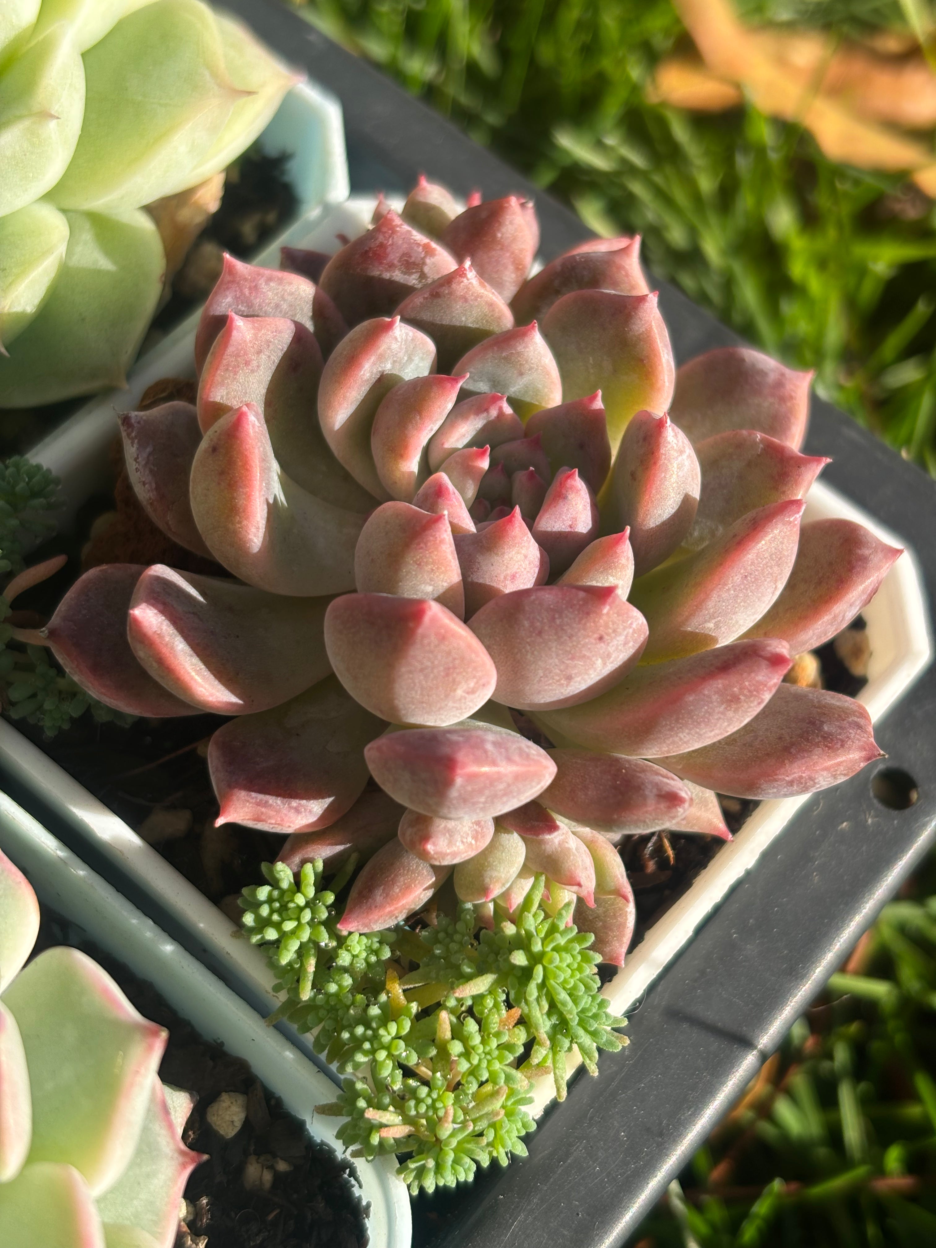 Echeveria 'Frost Flower'