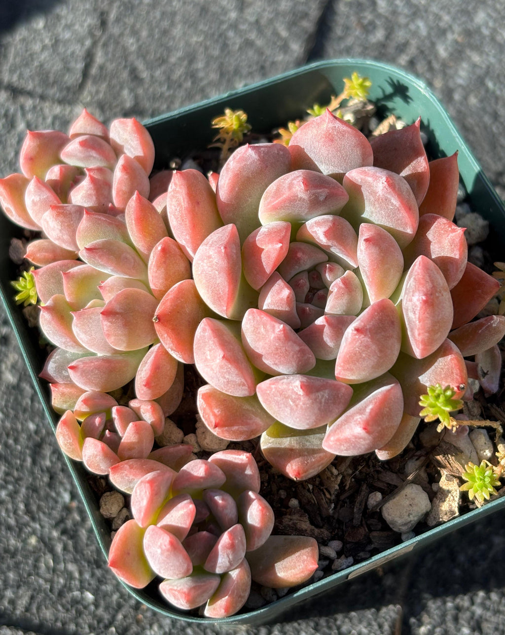 Echeveria 'Frost Flower'