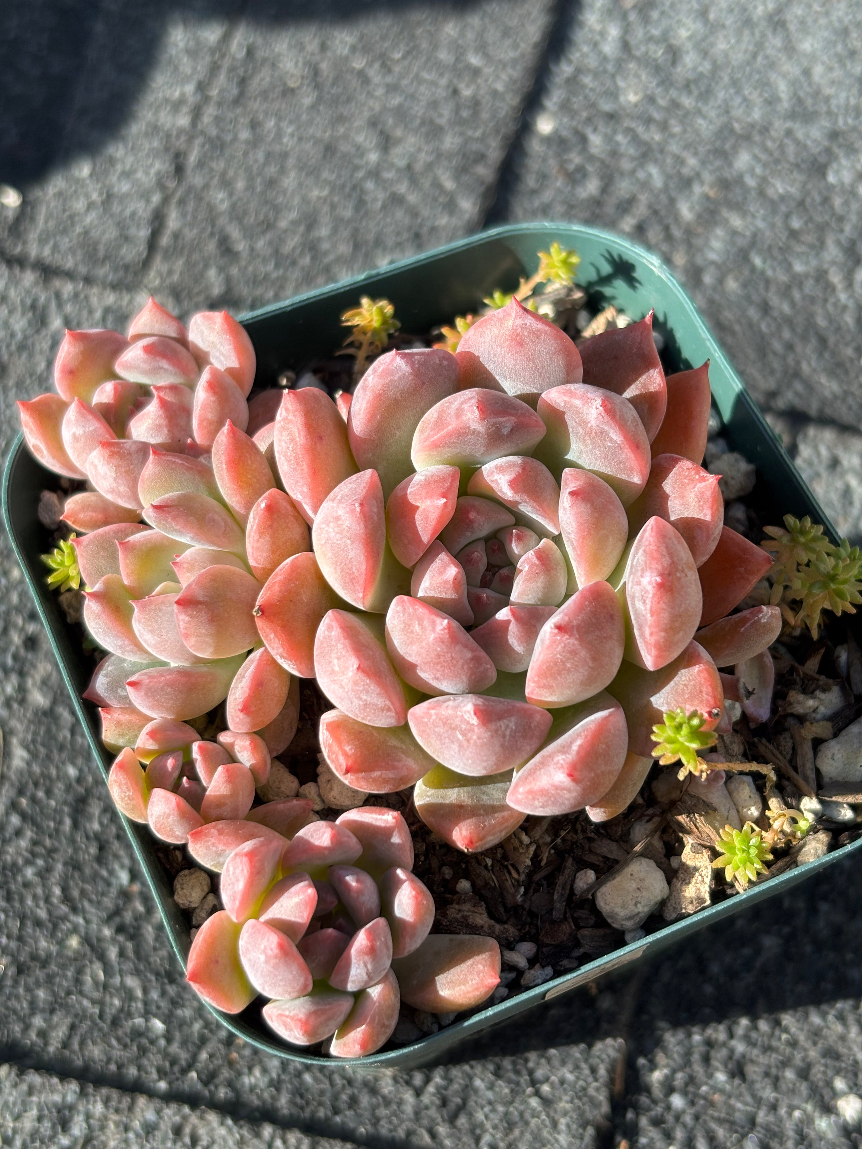 'Echeveria Frost Flower'