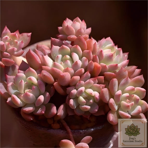 'Echeveria Frost Flower'