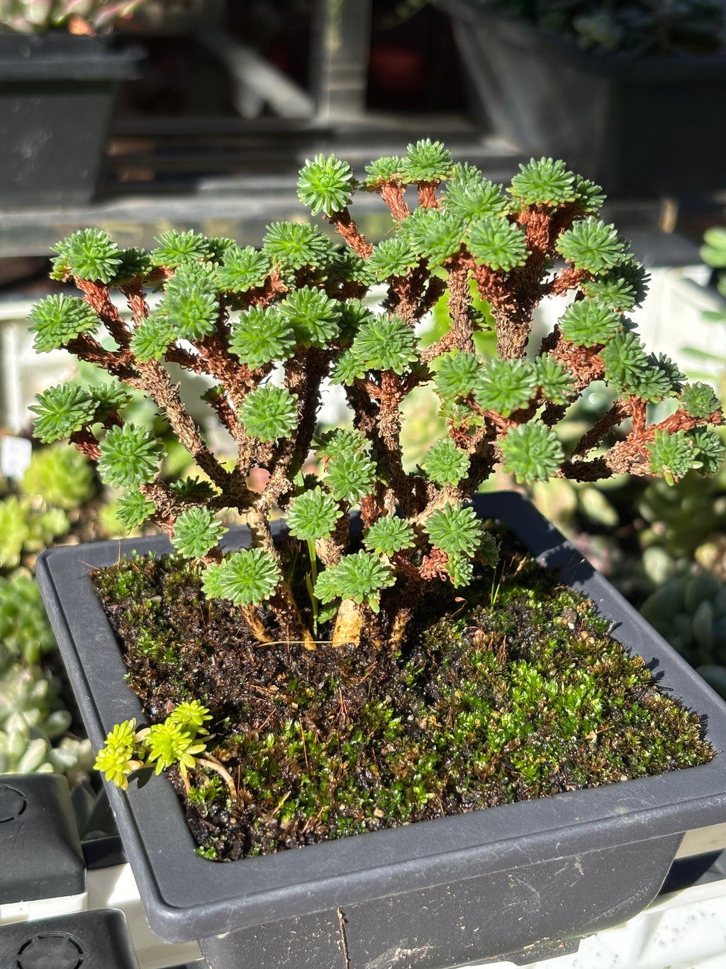Sedum multiceps (Miniature Joshua Tree)