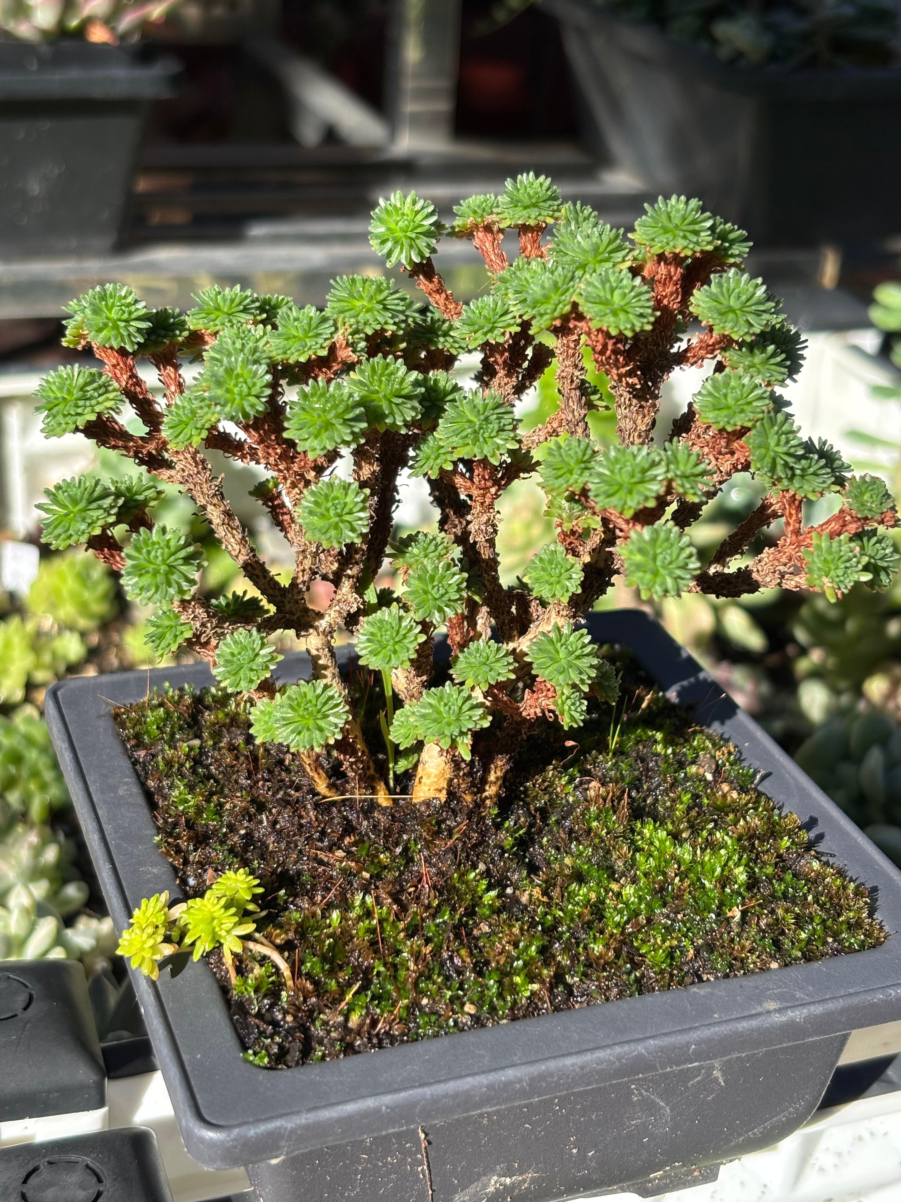 Sedum multiceps (Miniature Joshua Tree)
