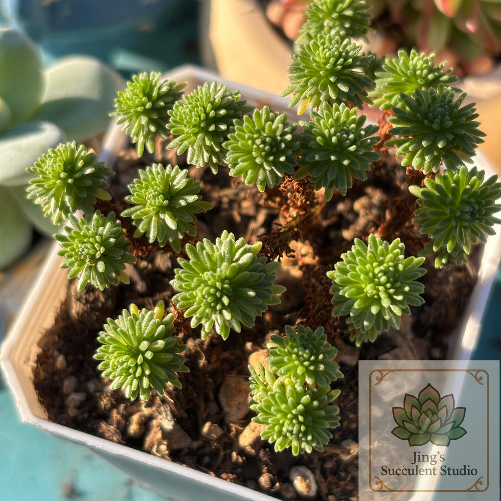 Sedum multiceps (Miniature Joshua Tree)