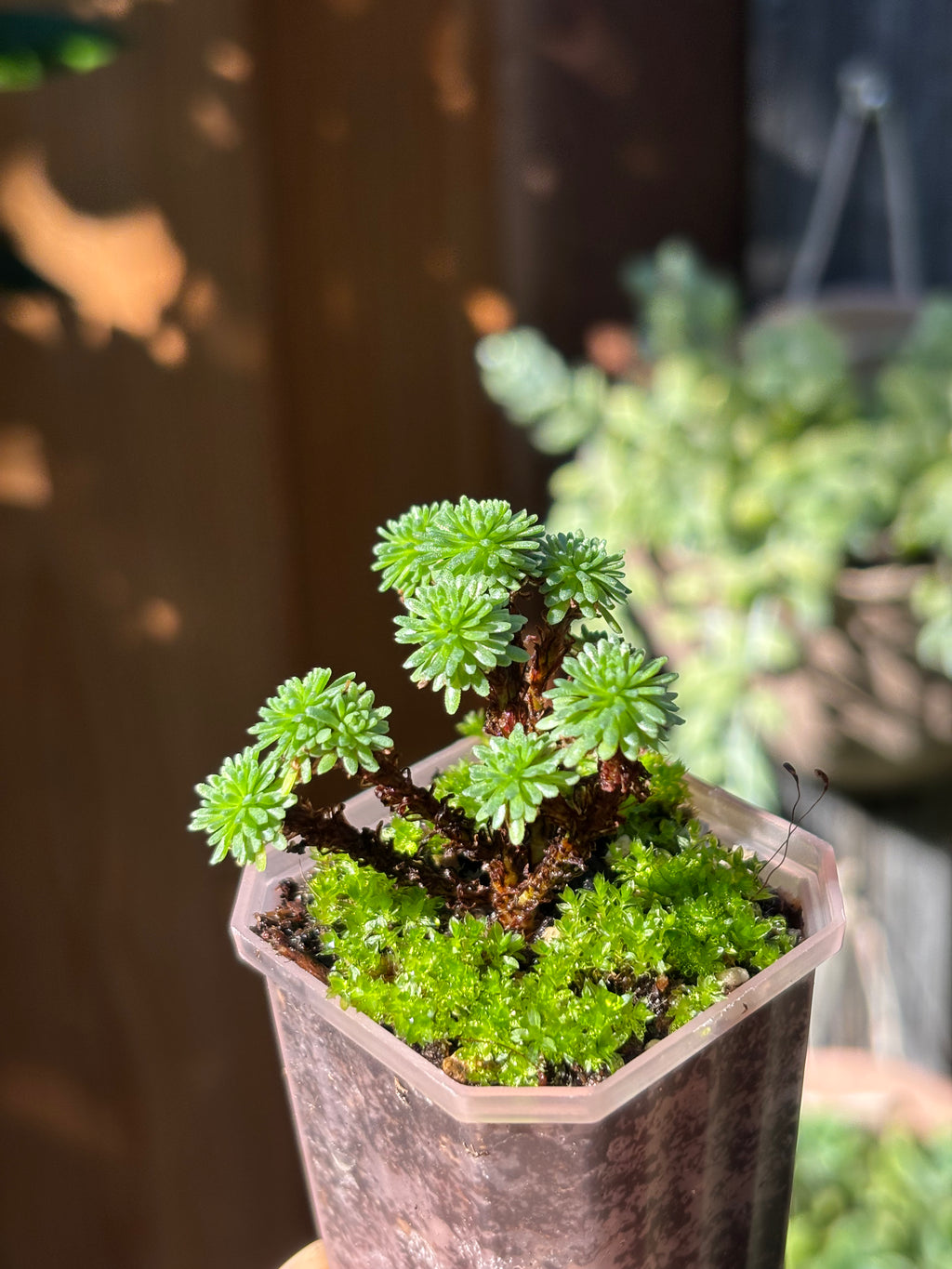 Sedum multiceps (Miniature Joshua Tree)