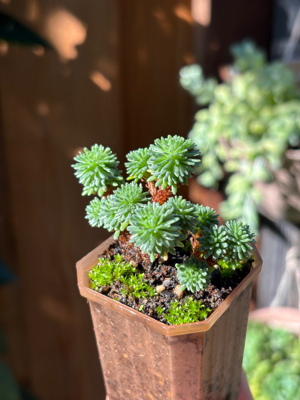 Sedum multiceps (Miniature Joshua Tree)