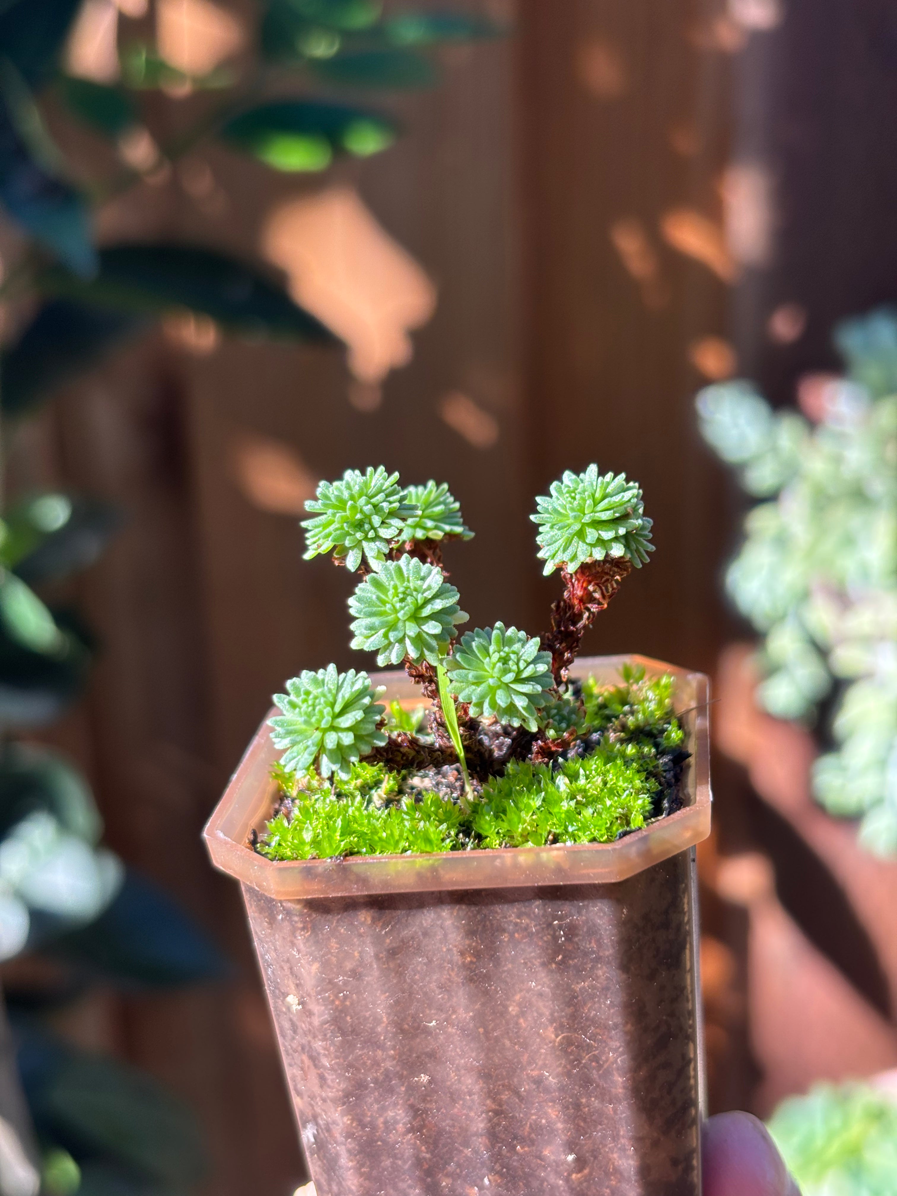 Sedum multiceps (Miniature Joshua Tree)