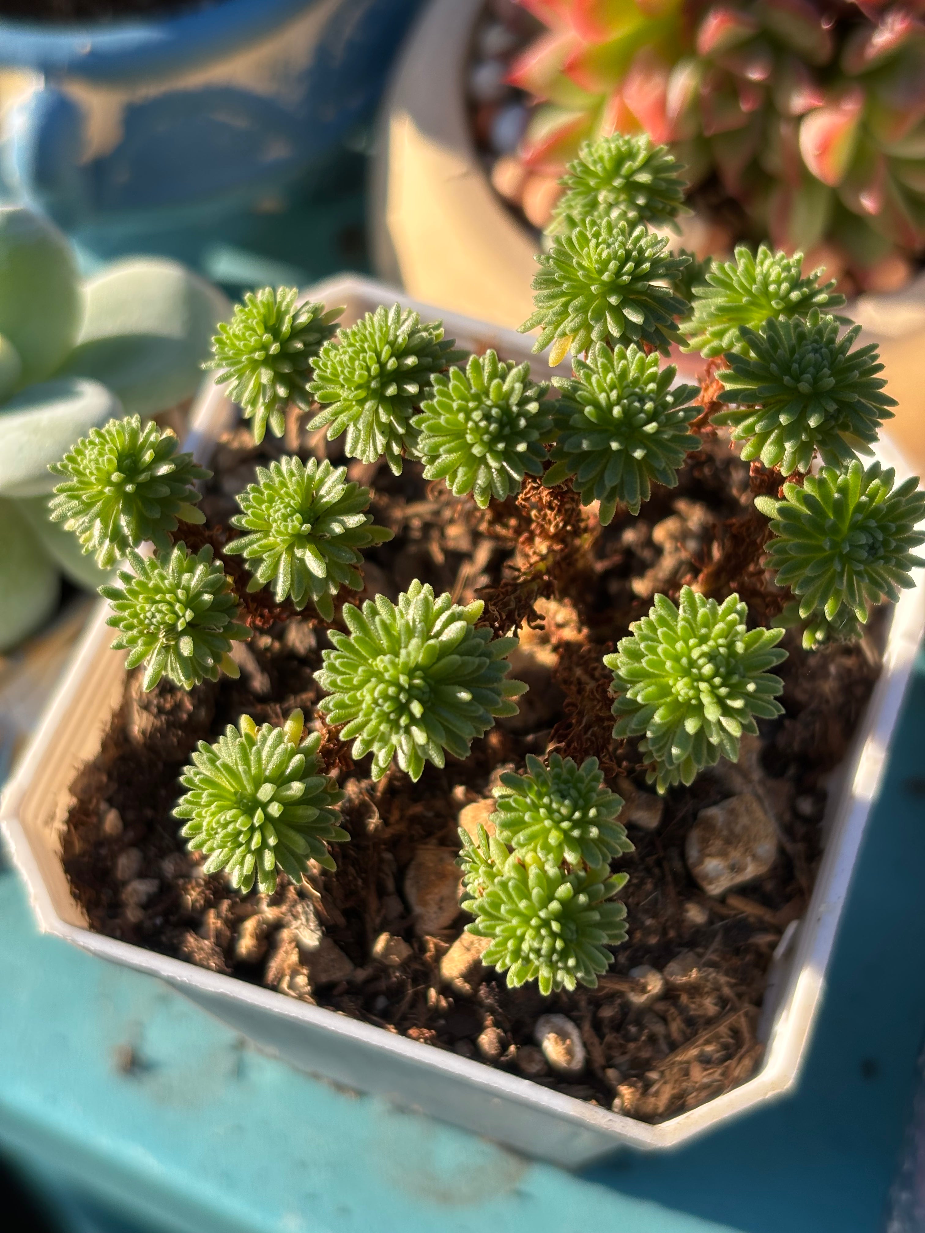 Sedum multiceps (Miniature Joshua Tree)