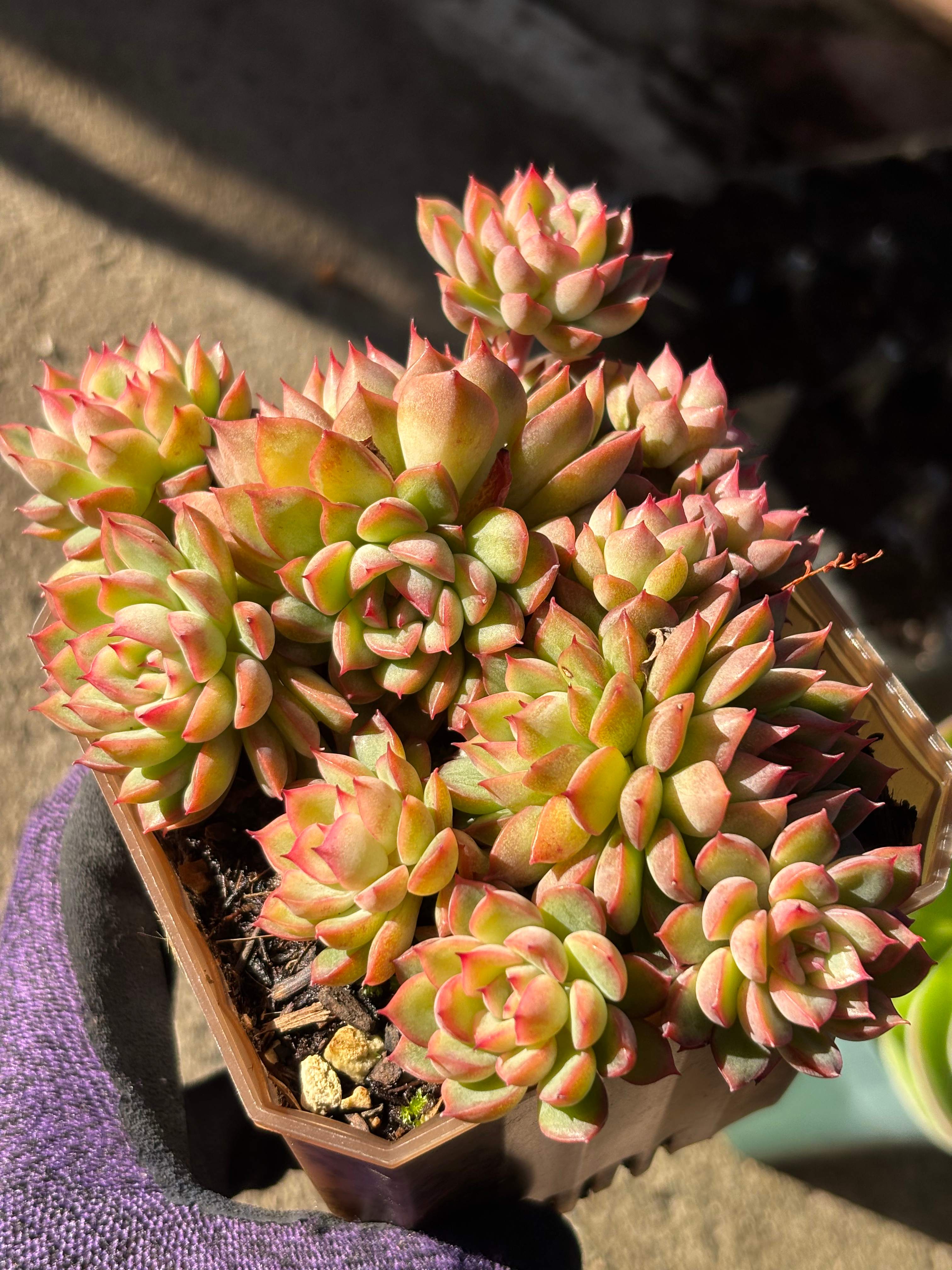 Echeveria 'Mebina'