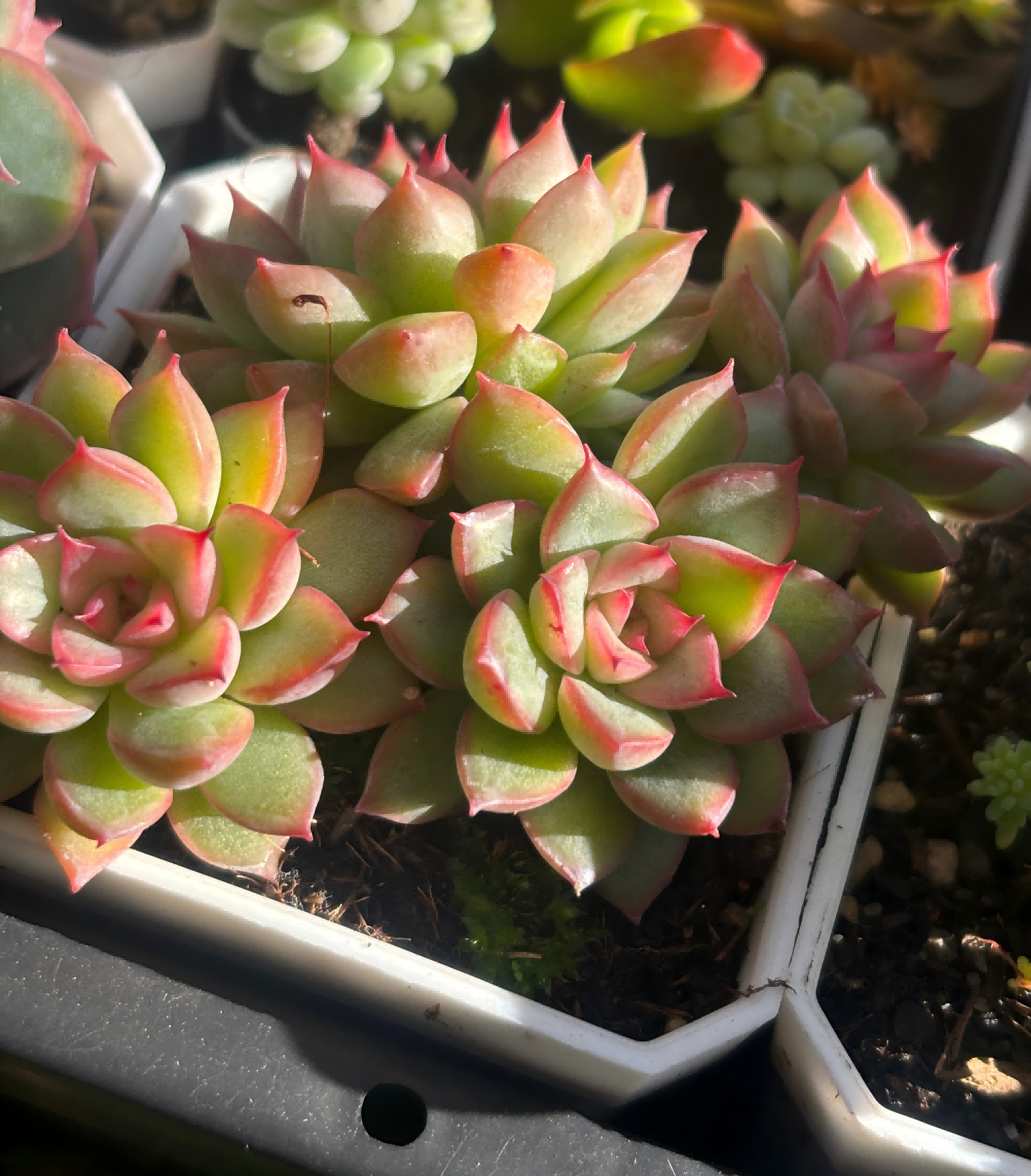 Echeveria 'Mebina'