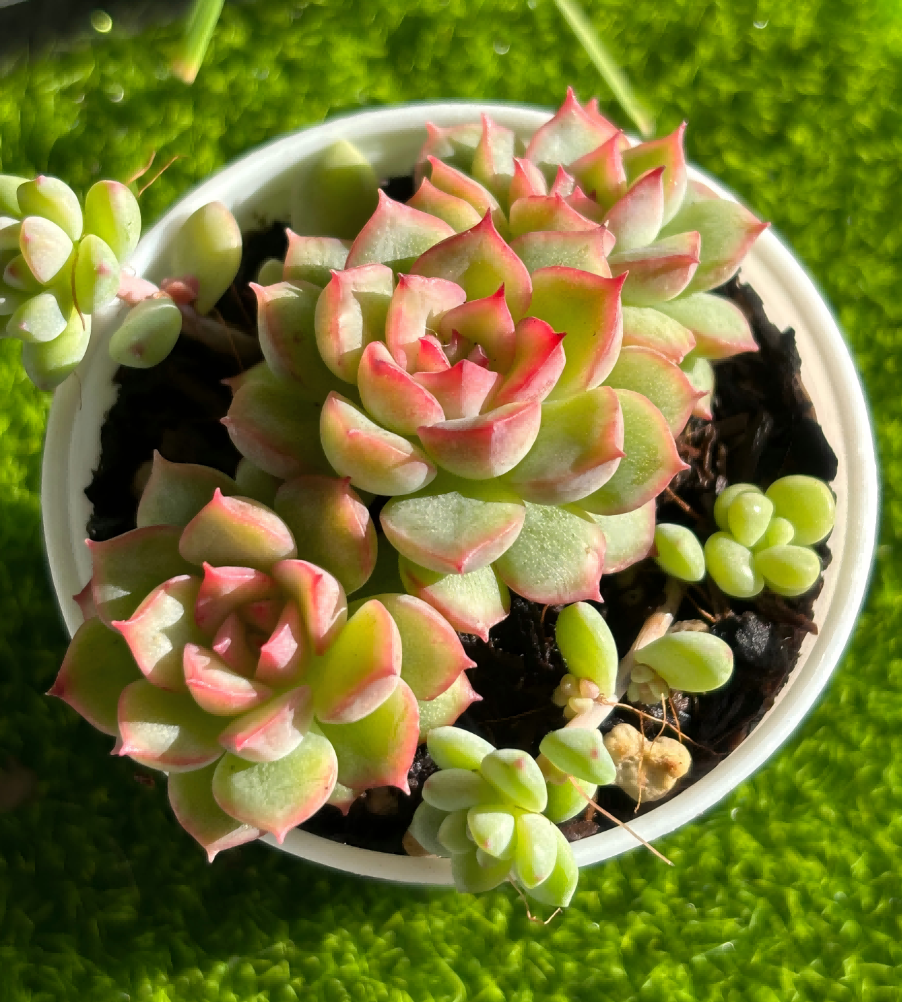 Echeveria 'Mebina'