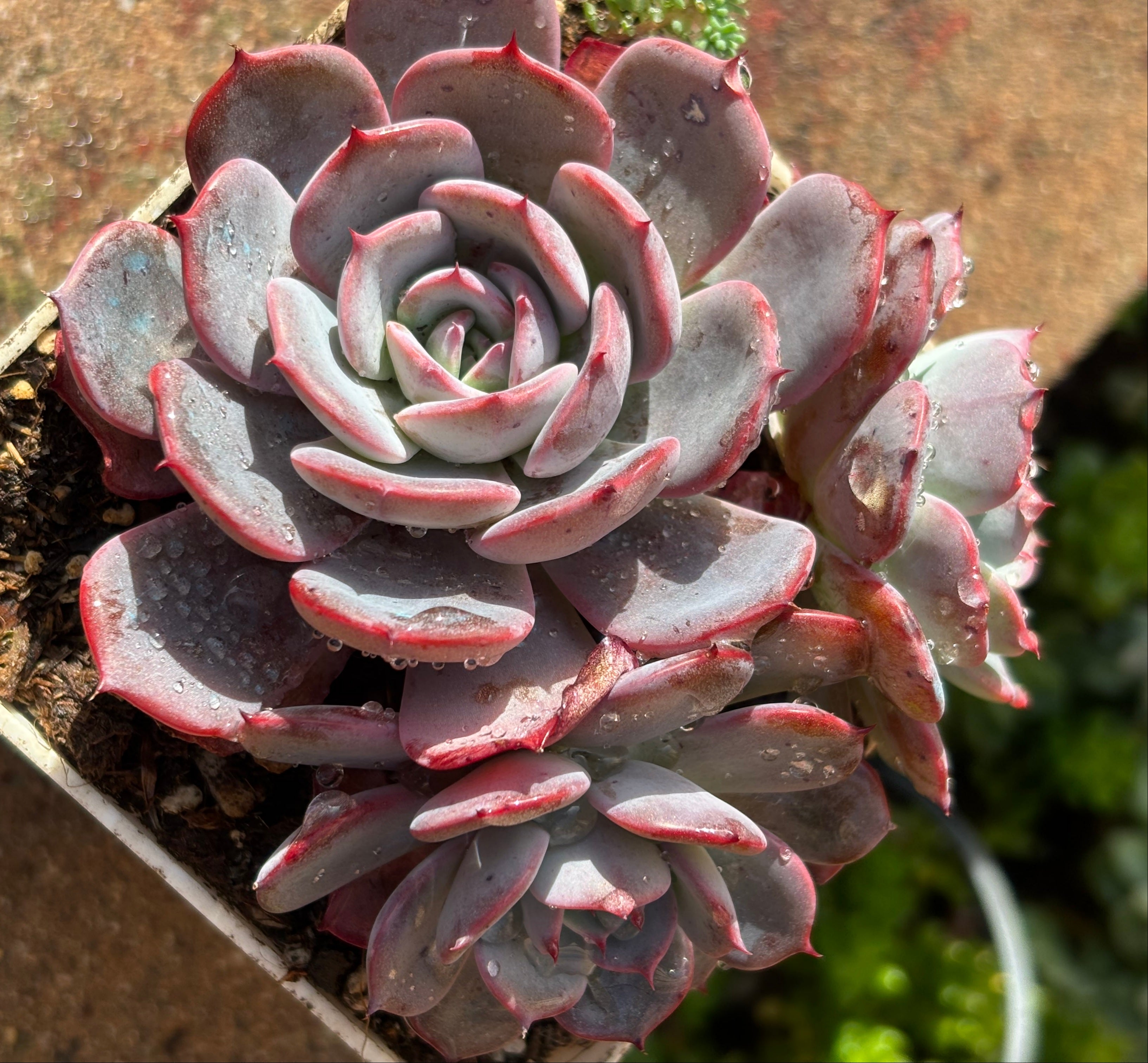 Echeveria 'laulensis'