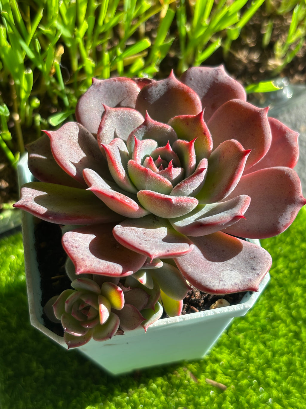 Echeveria 'laulensis'
