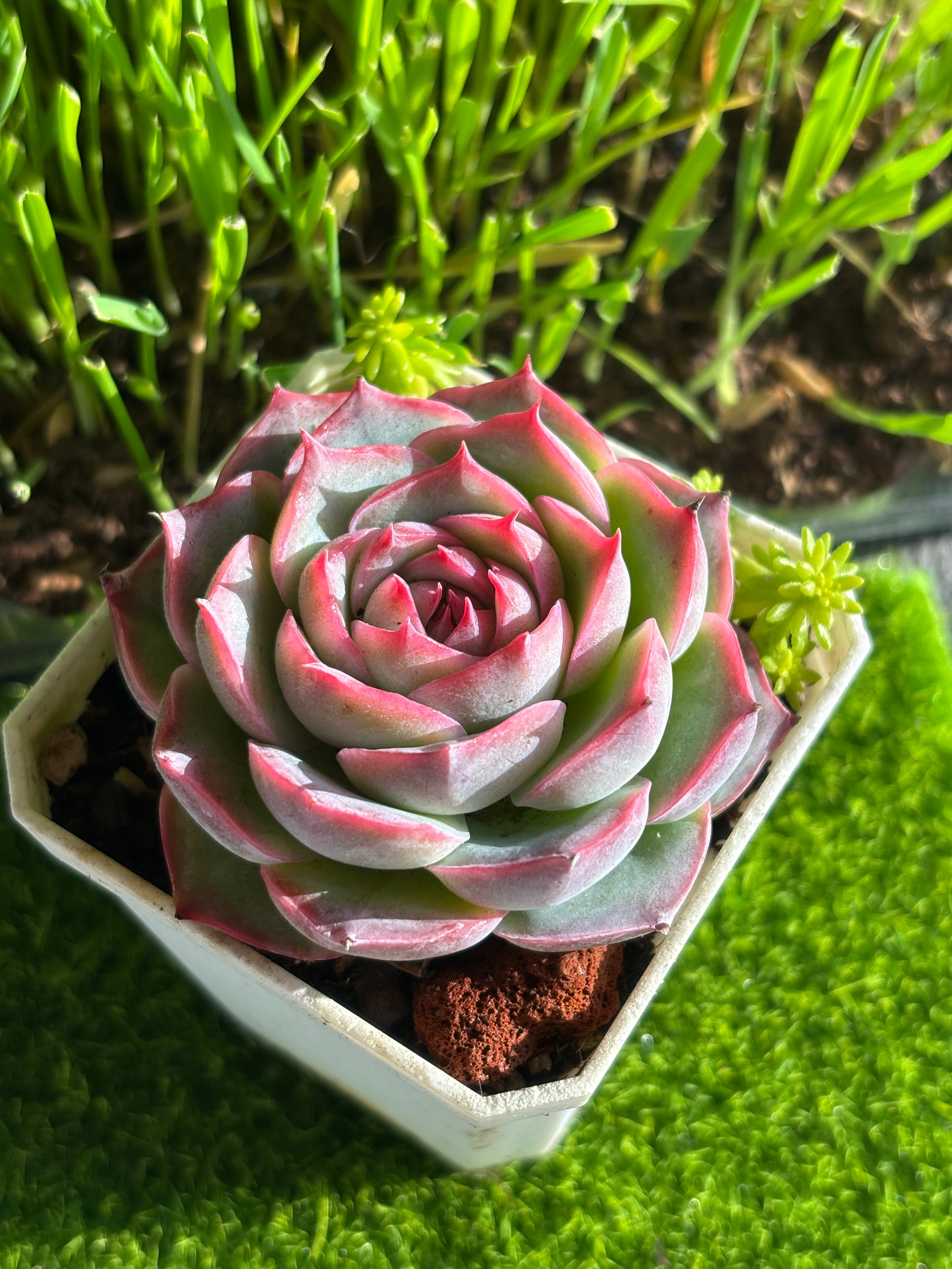 Echeveria elegans 'potosina Crystal (Rose)'