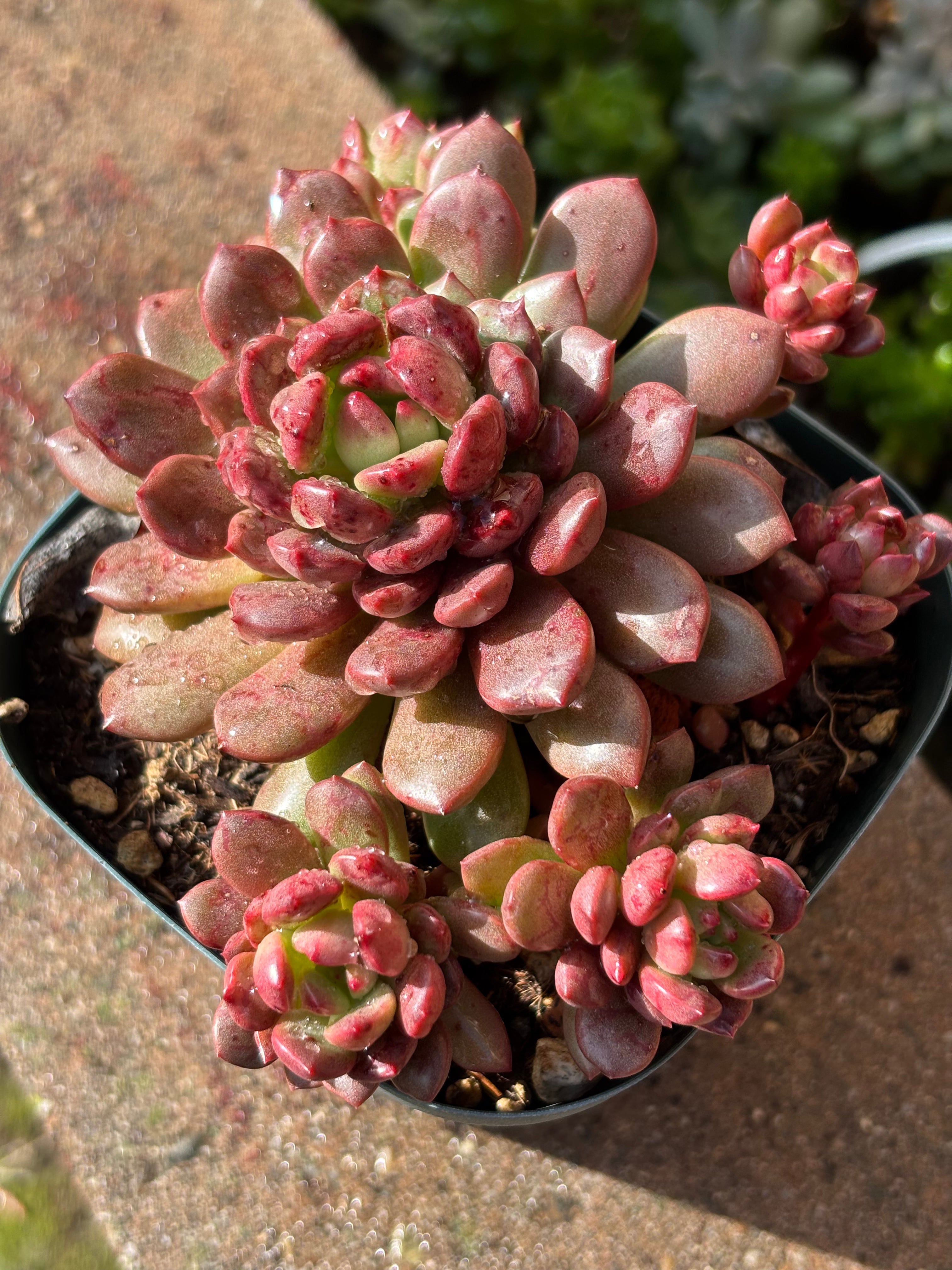 Sedeveria pink ruby