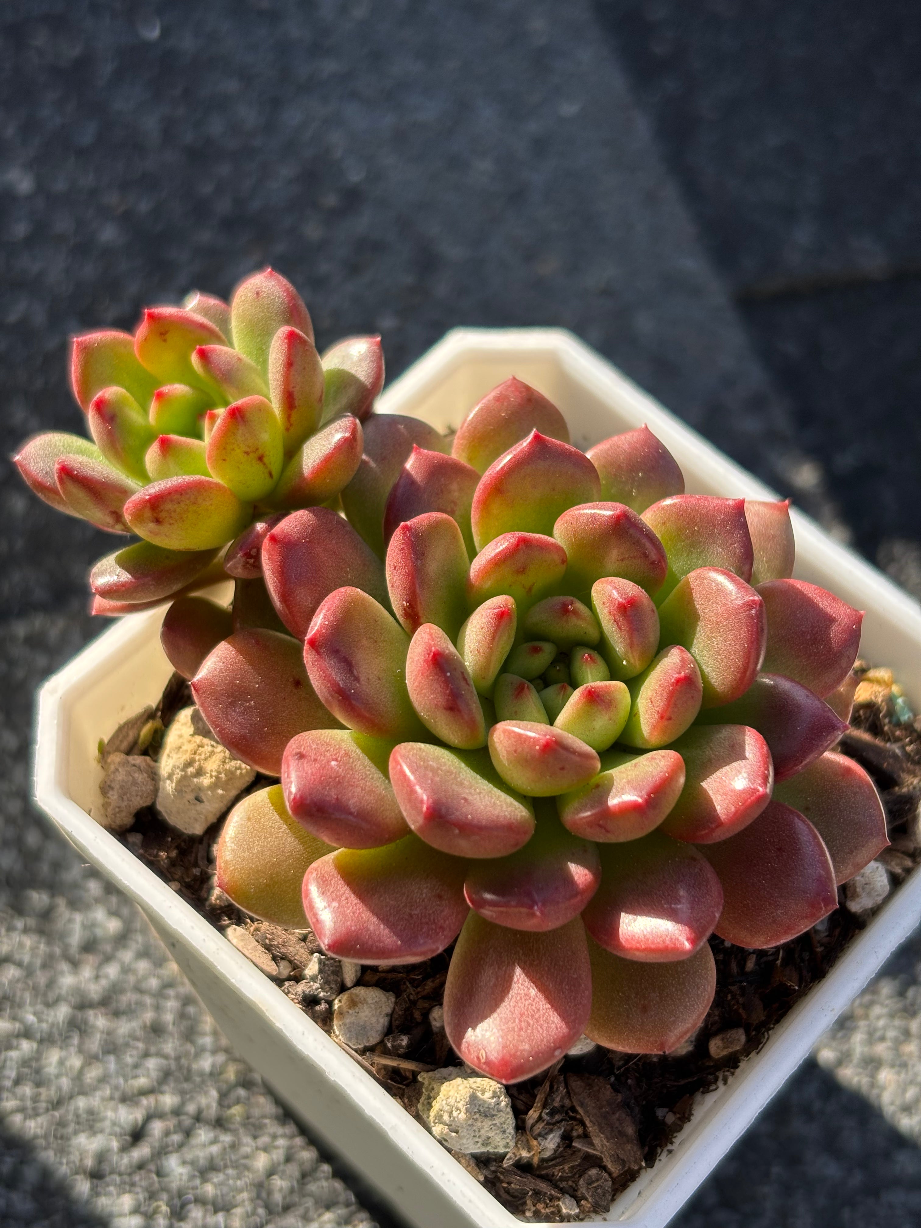 Sedeveria pink ruby