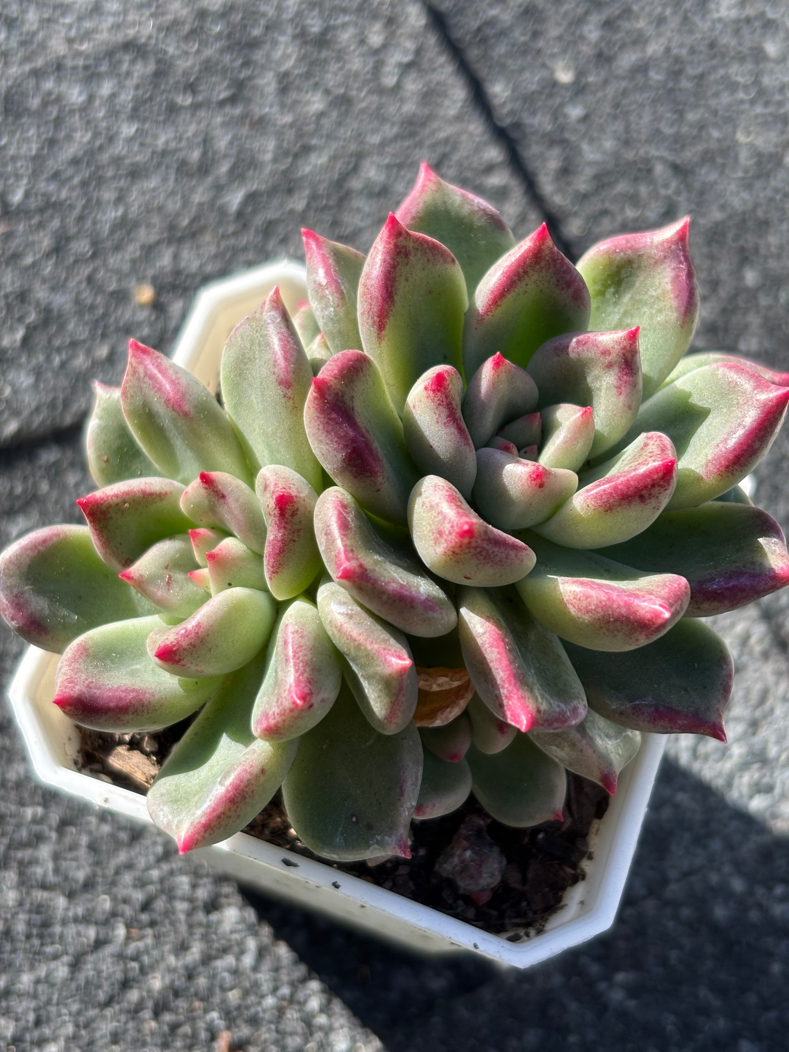 Echeveria ‘Arze’