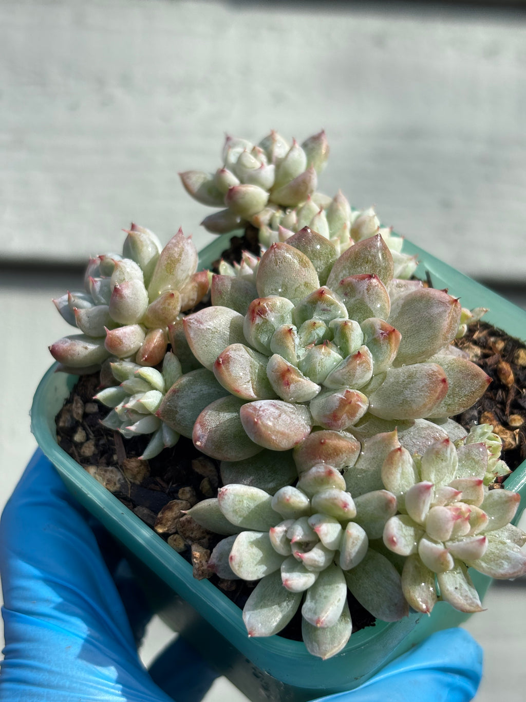 Echeveria ‘White Line’