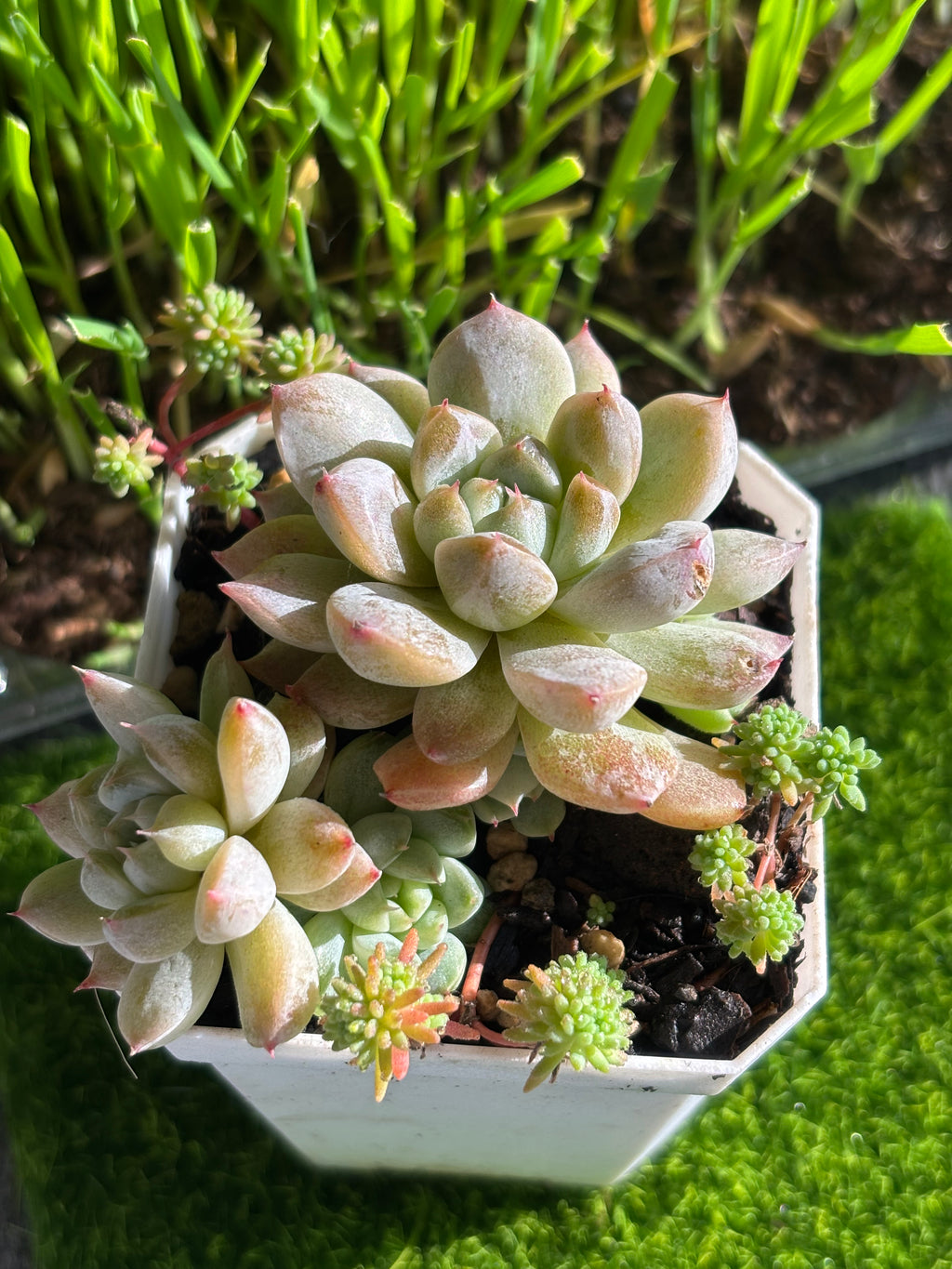Echeveria ‘White Line’