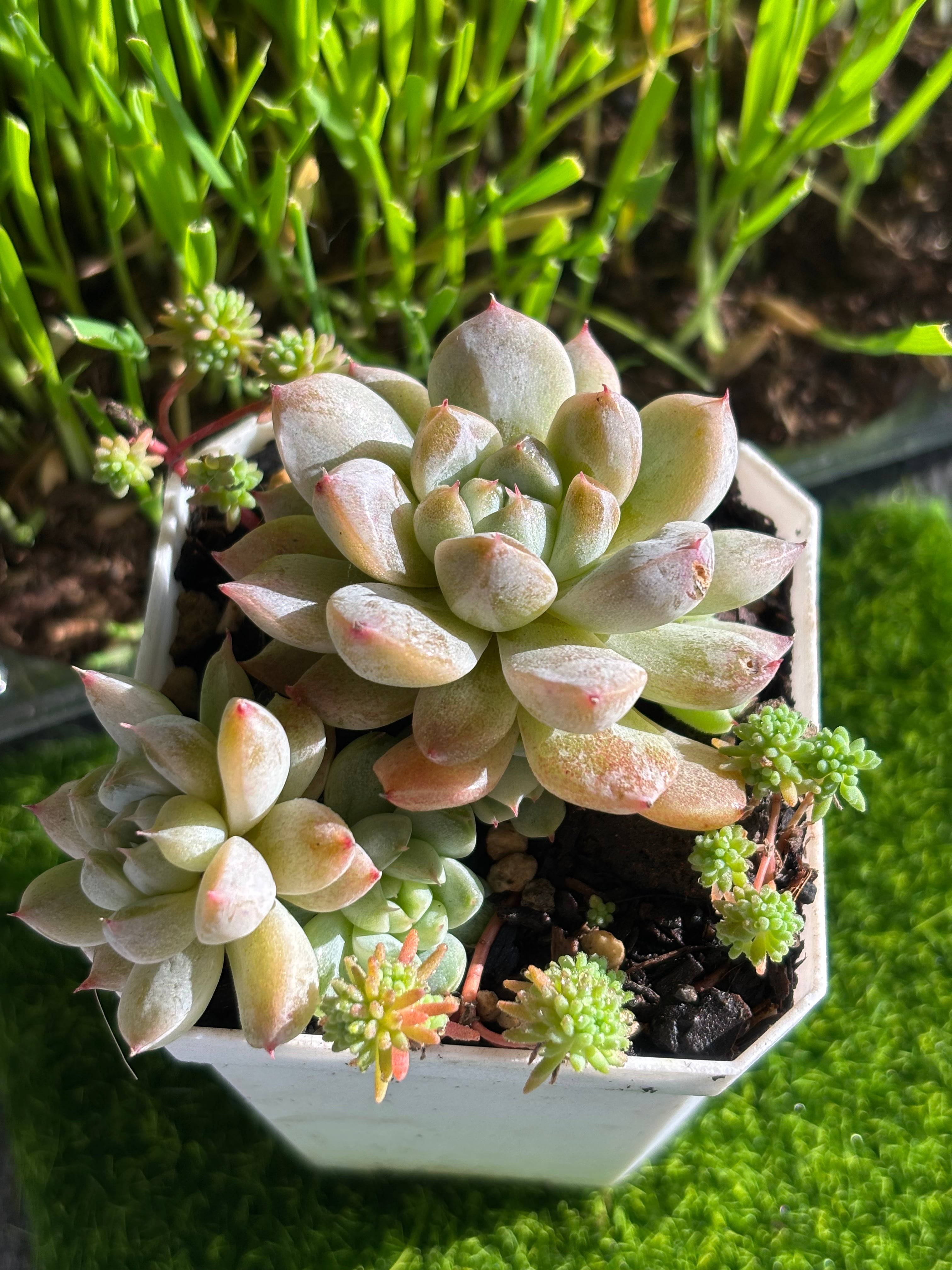 Echeveria ‘White Line’