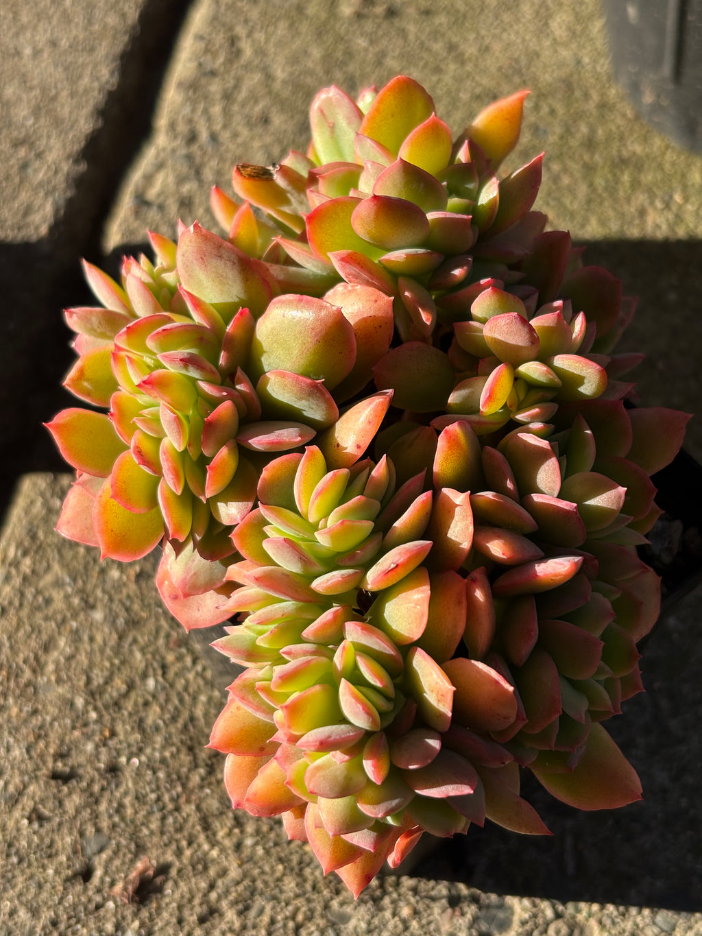 Echeveria 'Luella' crested