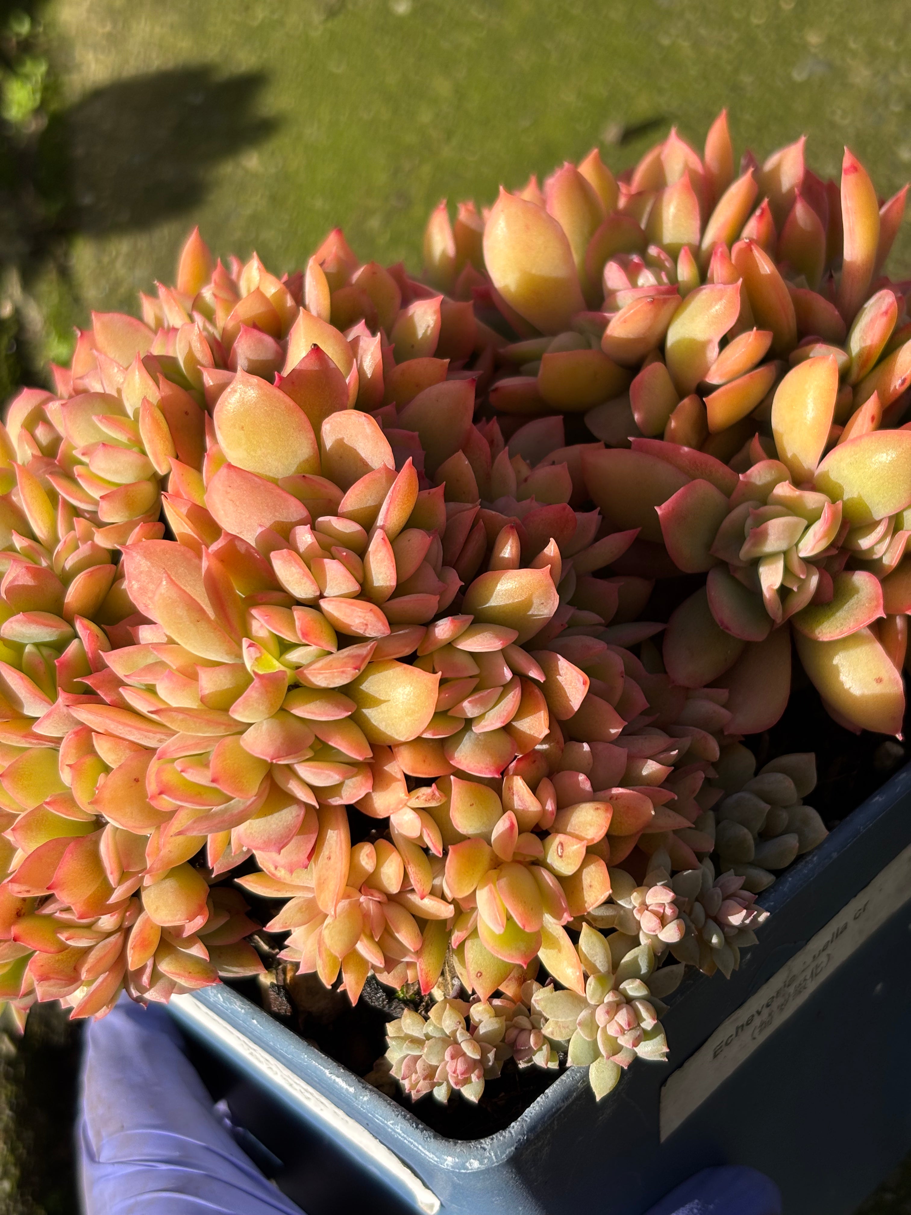 Echeveria 'Luella' crested