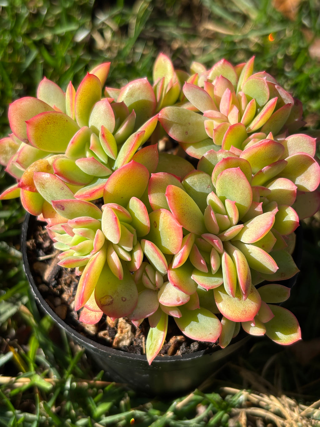 Echeveria 'Luella' crested