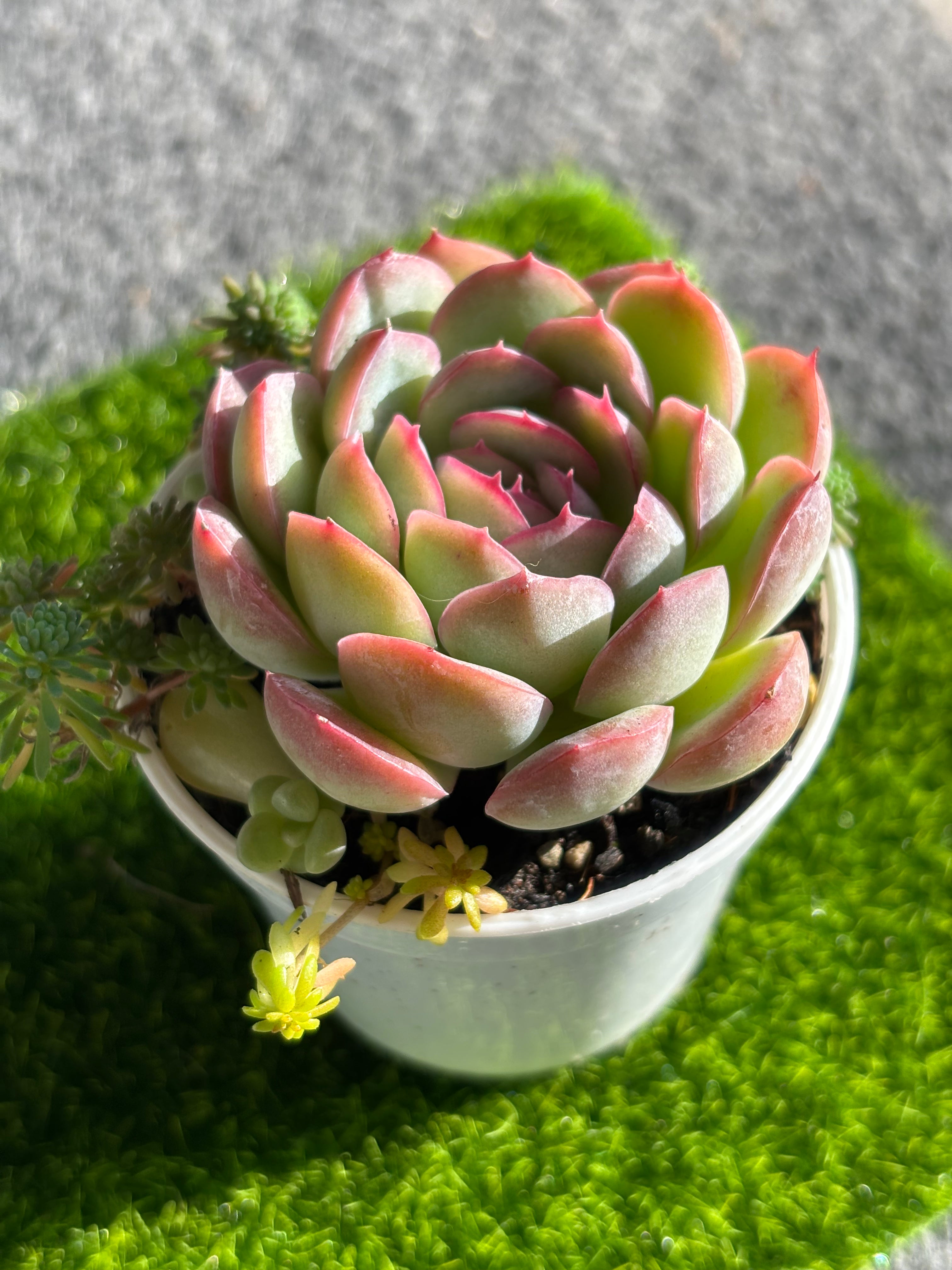 Echeveria ‘Suryeon’