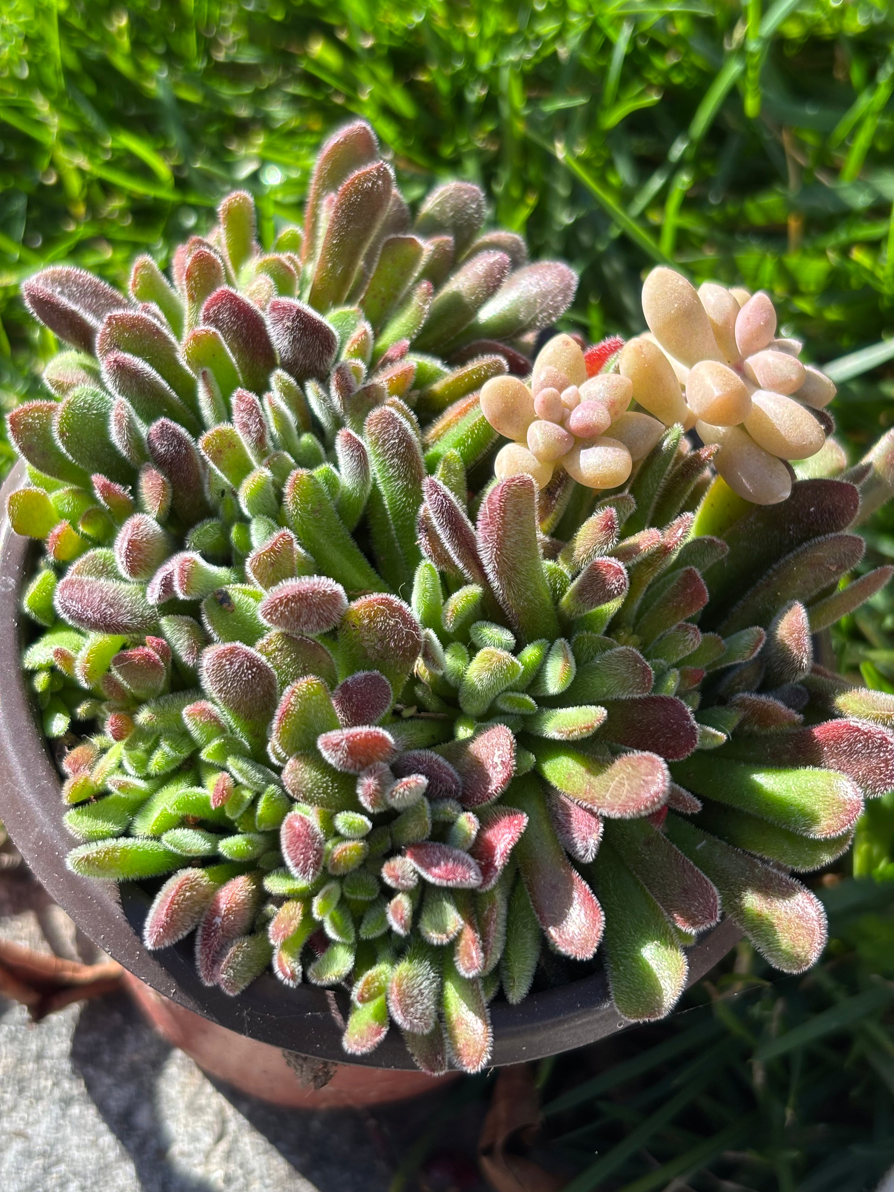 Crassula pubescens
