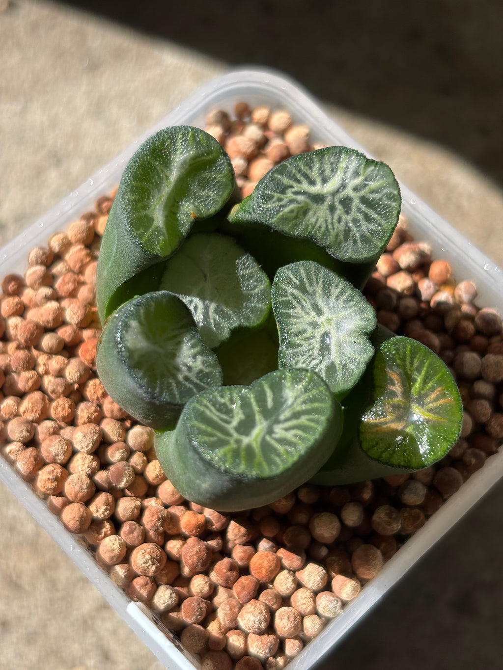 Haworthia Maughanii ‘Shirotae’
