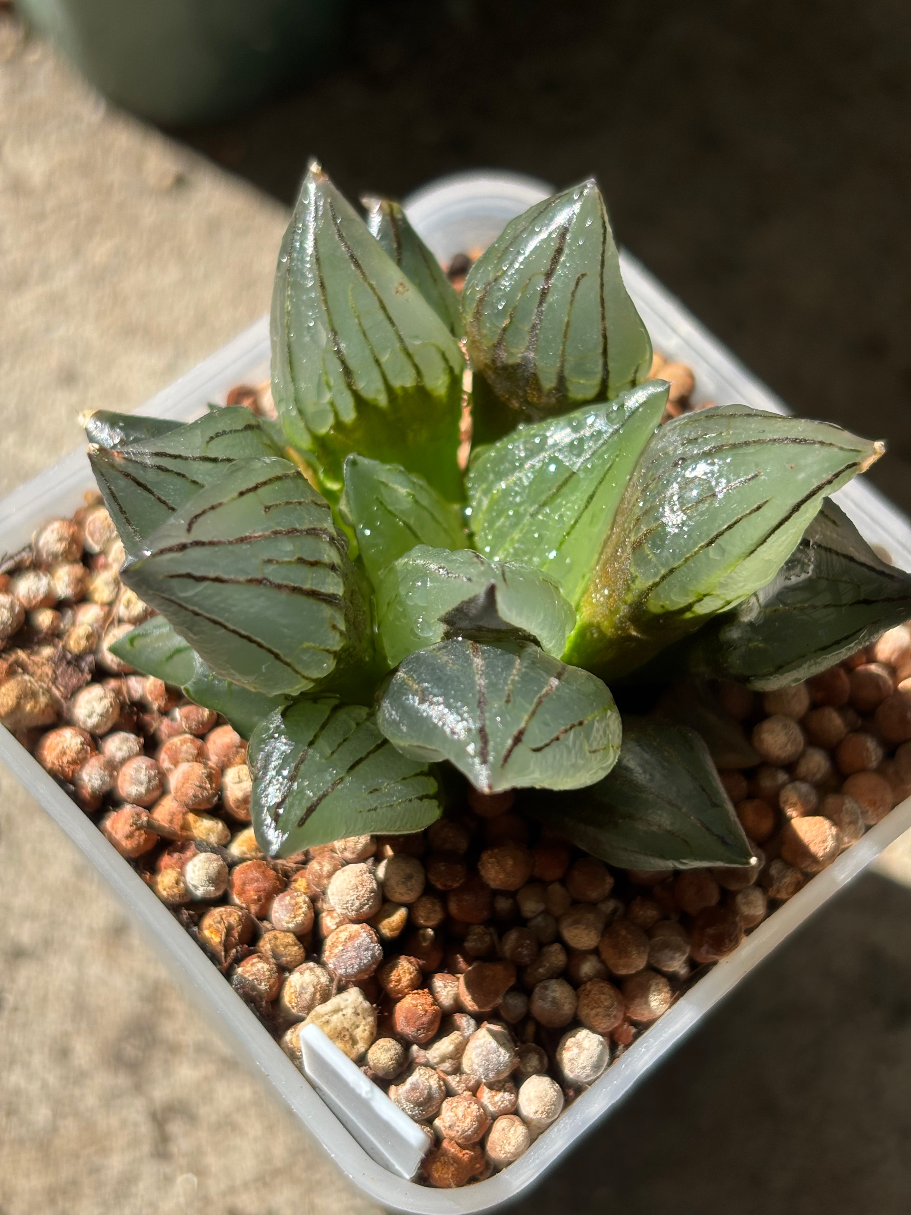 Haworthia Magnifica v.atrofusca