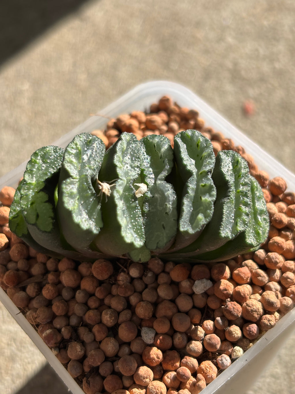 Haworthia Truncata Gu Hime