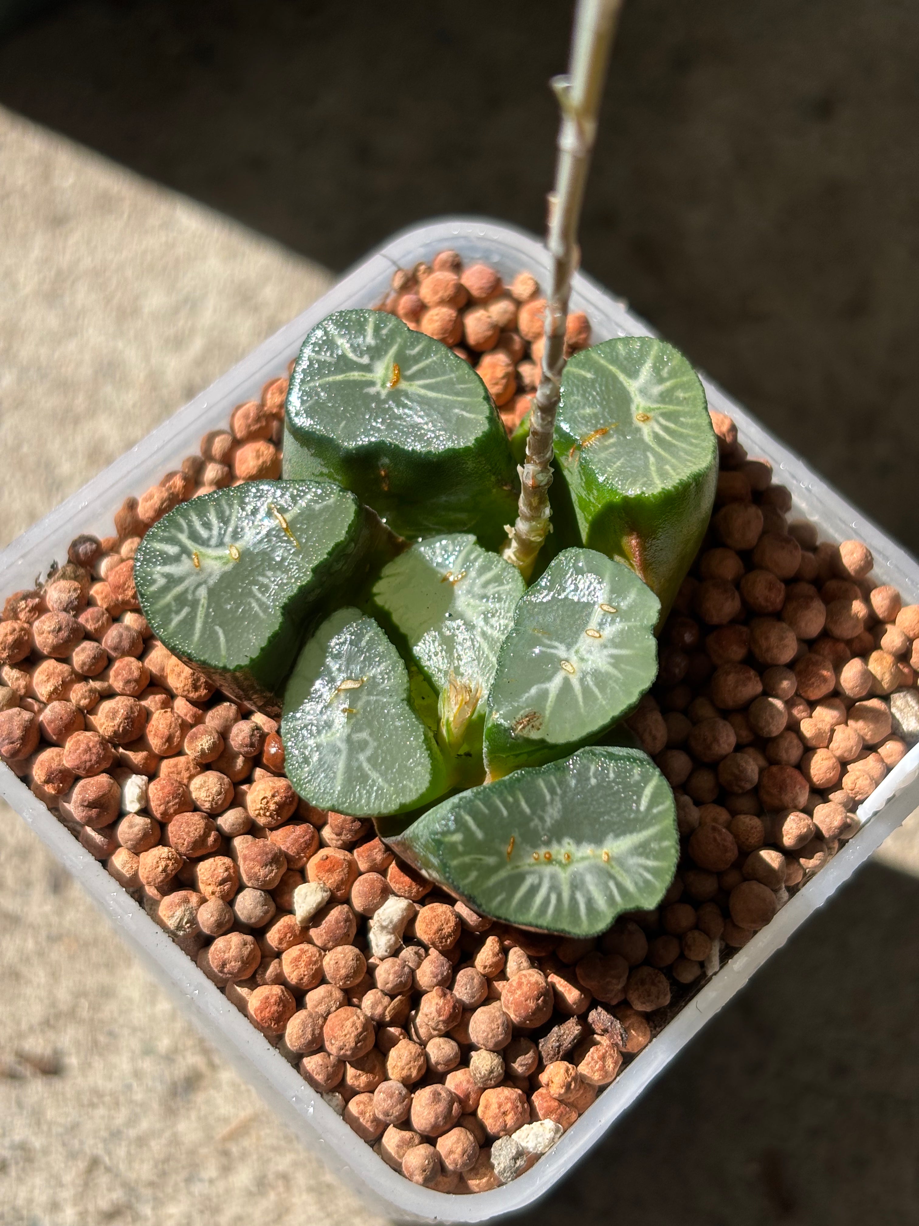 Haworthia Maughanii ‘Shirotae’