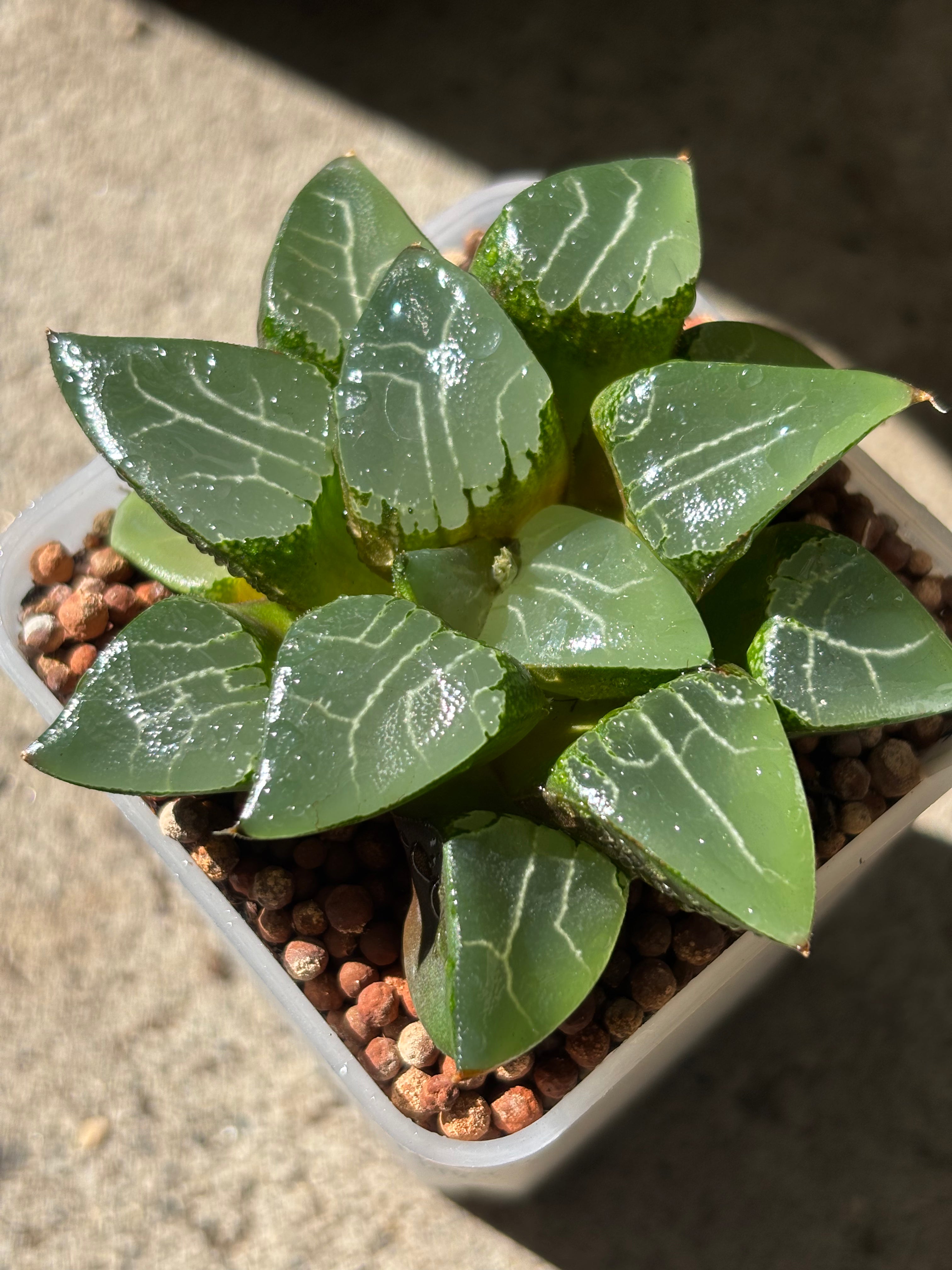 Haworthia Emlyae series (1)