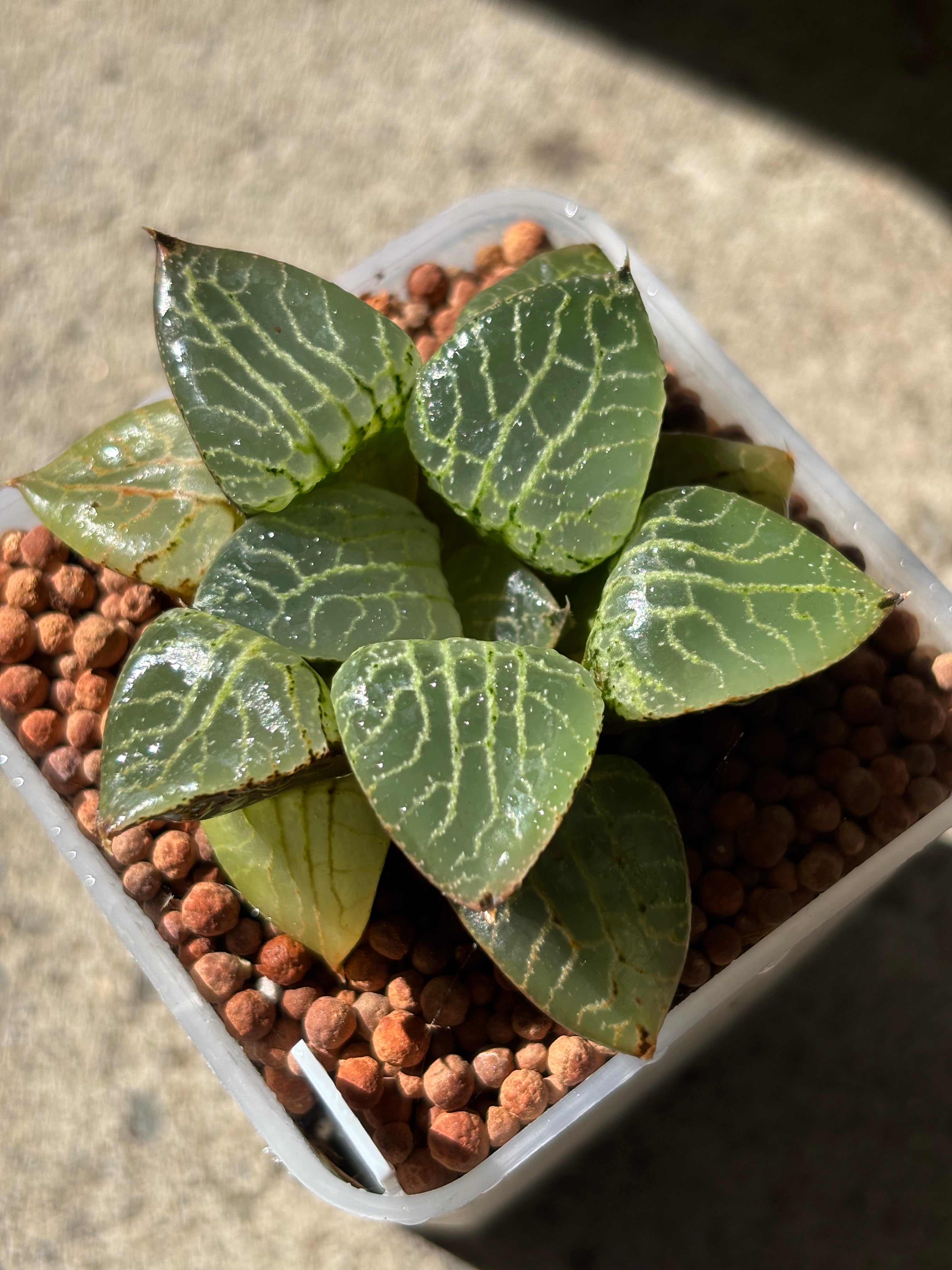 Haworthia Emlyae series (1)