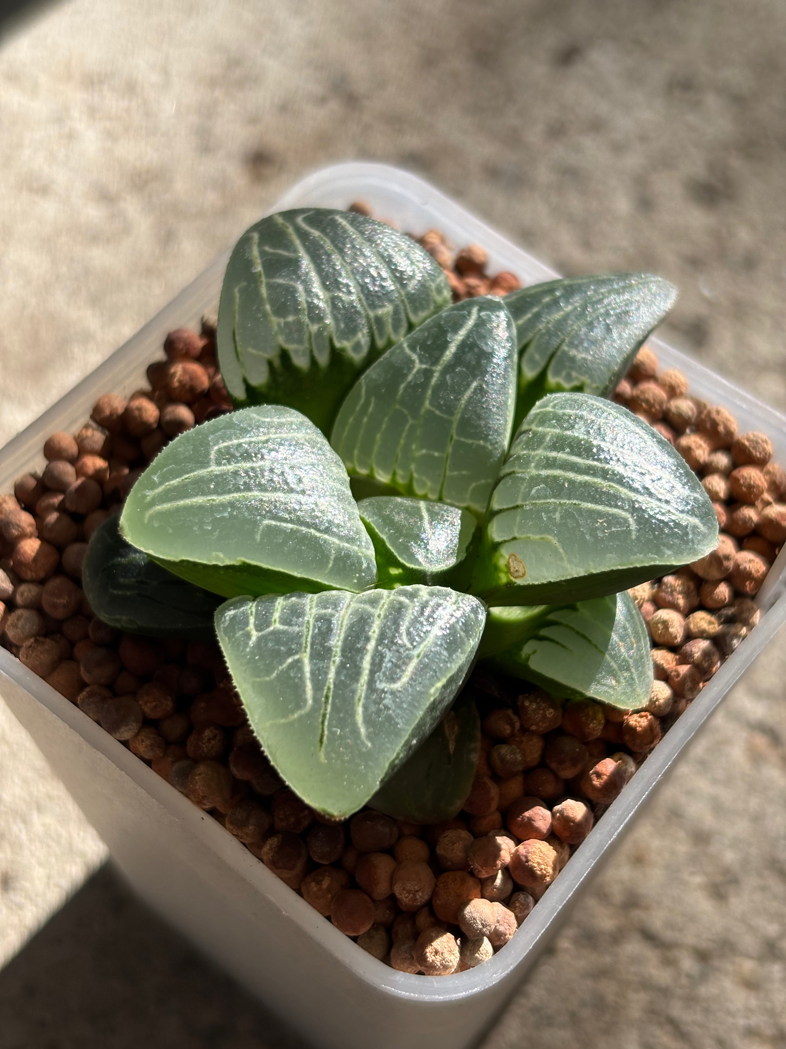 Haworthia Emlyae series (1)